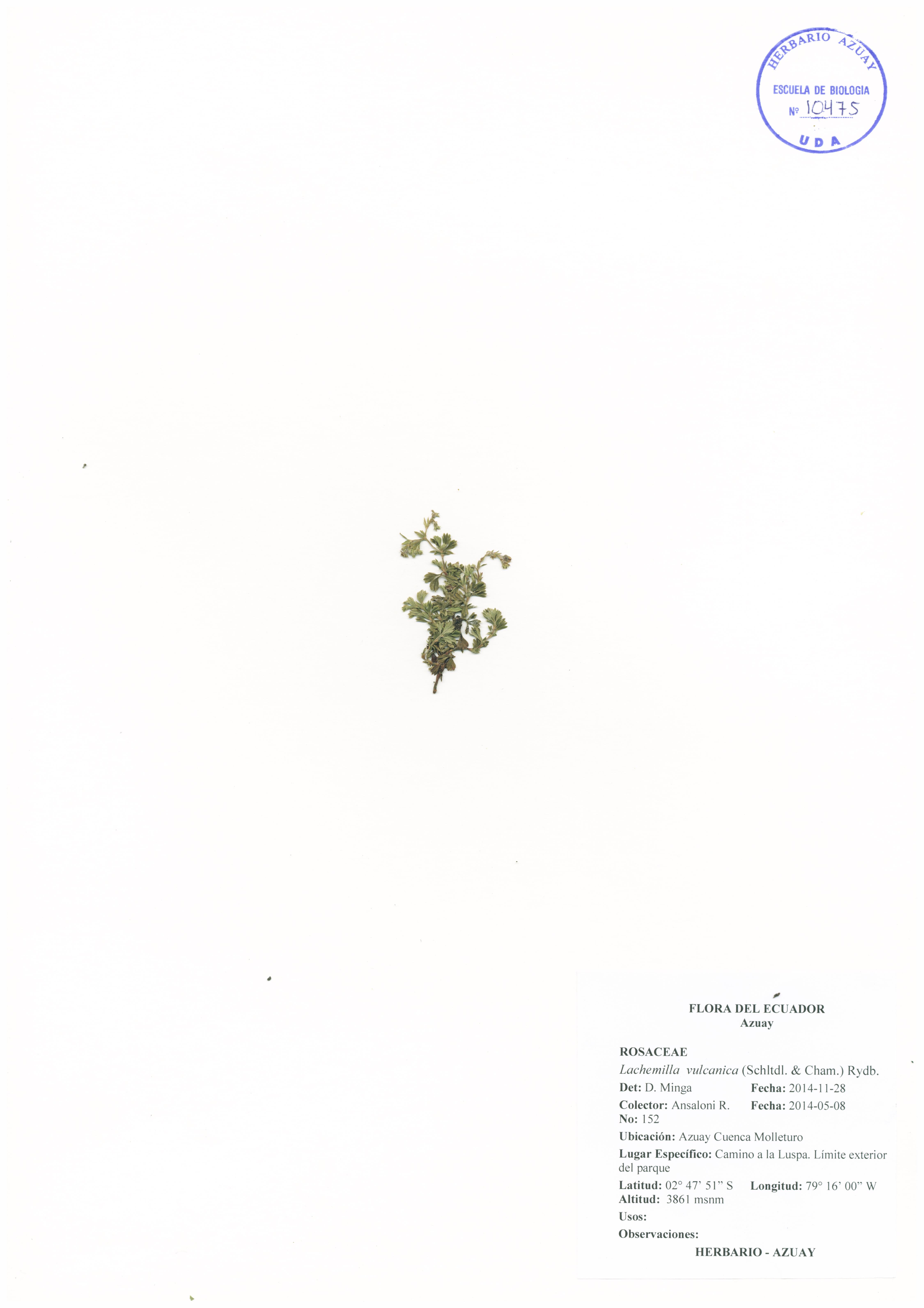 Lachemilla vulcanica (Schltdl. & Cham.) Rydb.