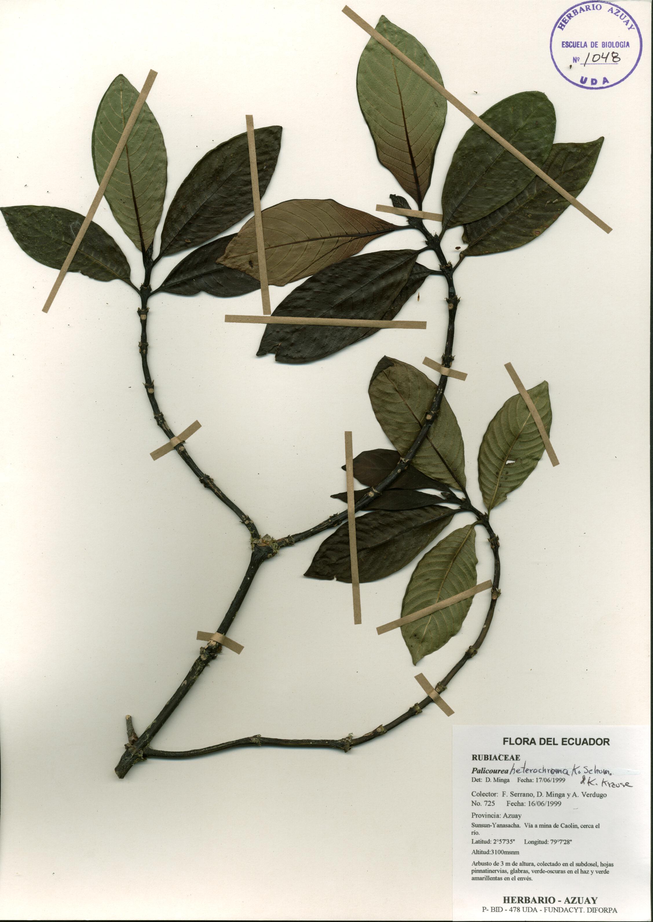 Palicourea heterochroma K. Schum. & K. Krause