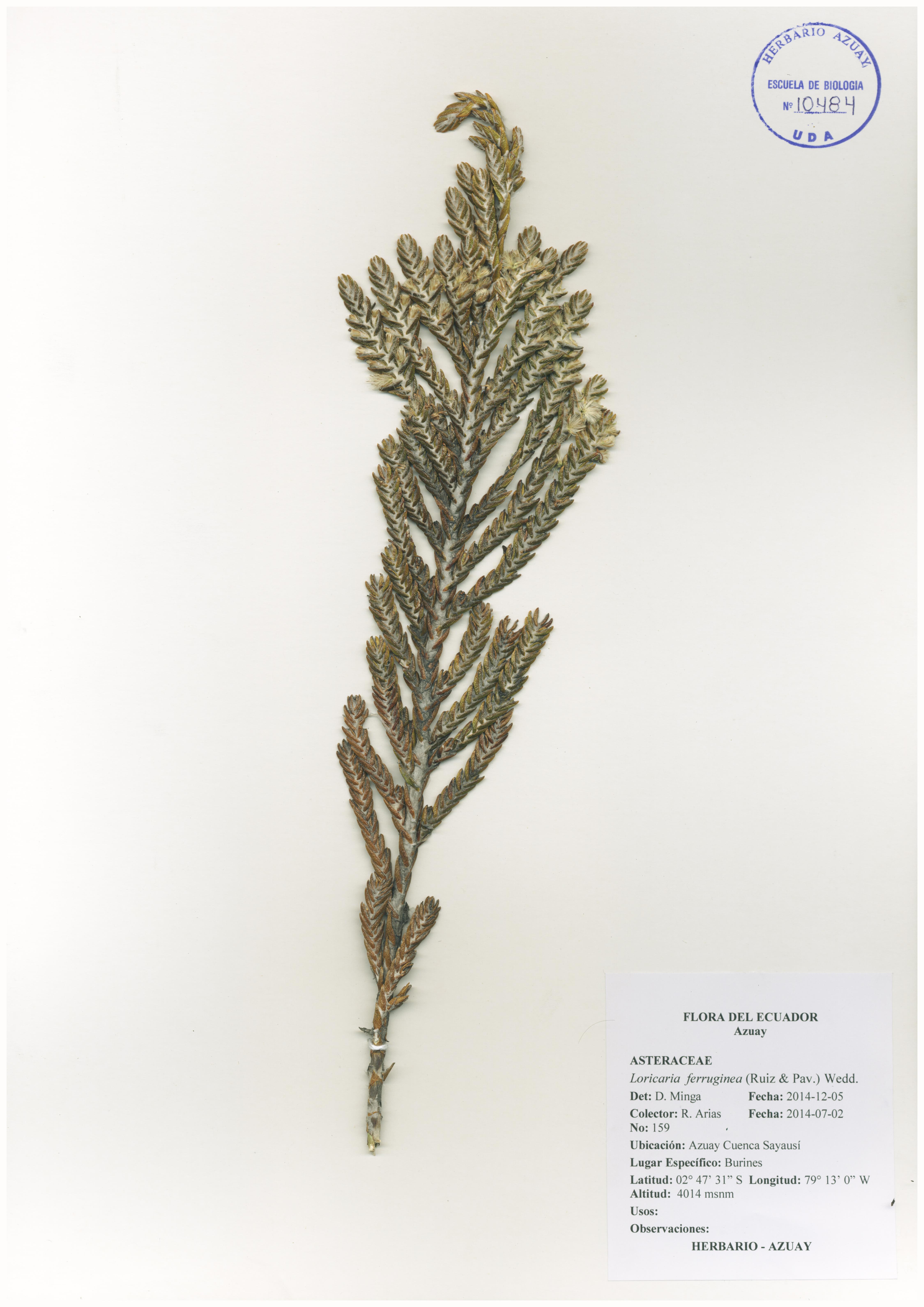 Loricaria ferruginea (Ruiz & Pav.) Wedd.