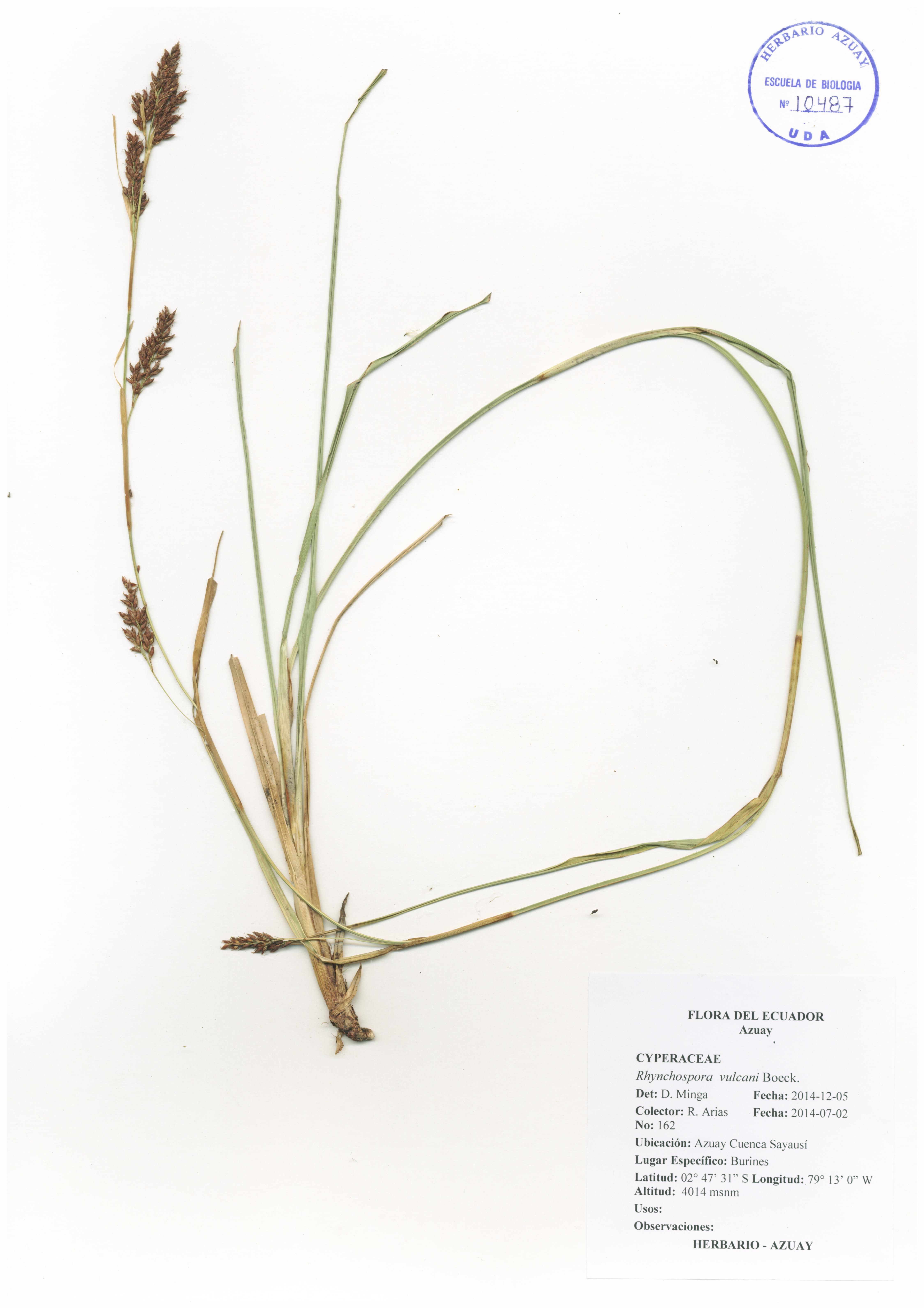 Rhynchospora vulcani Boeckeler