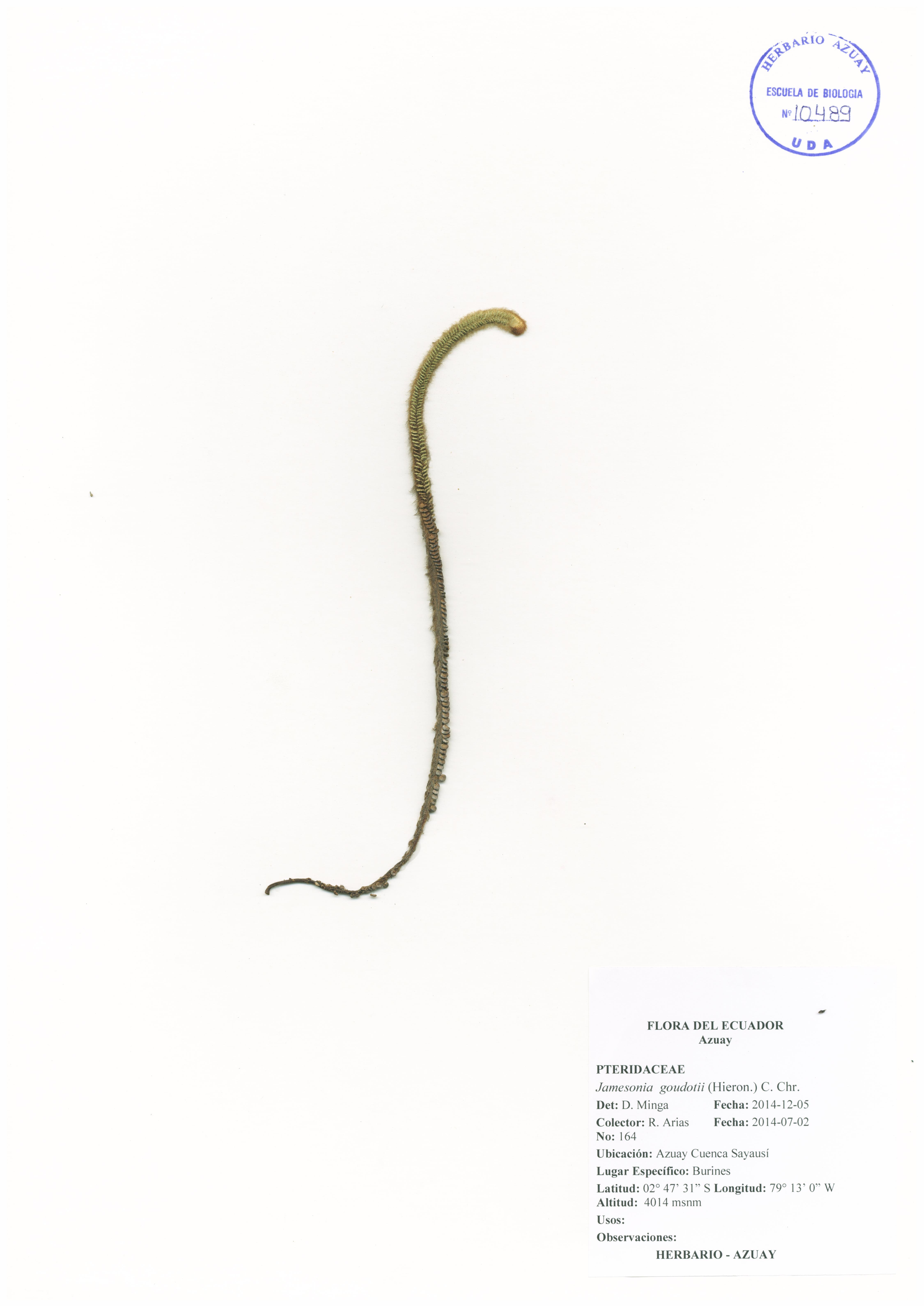 Jamesonia goudotii (Hieron.) C. Chr.