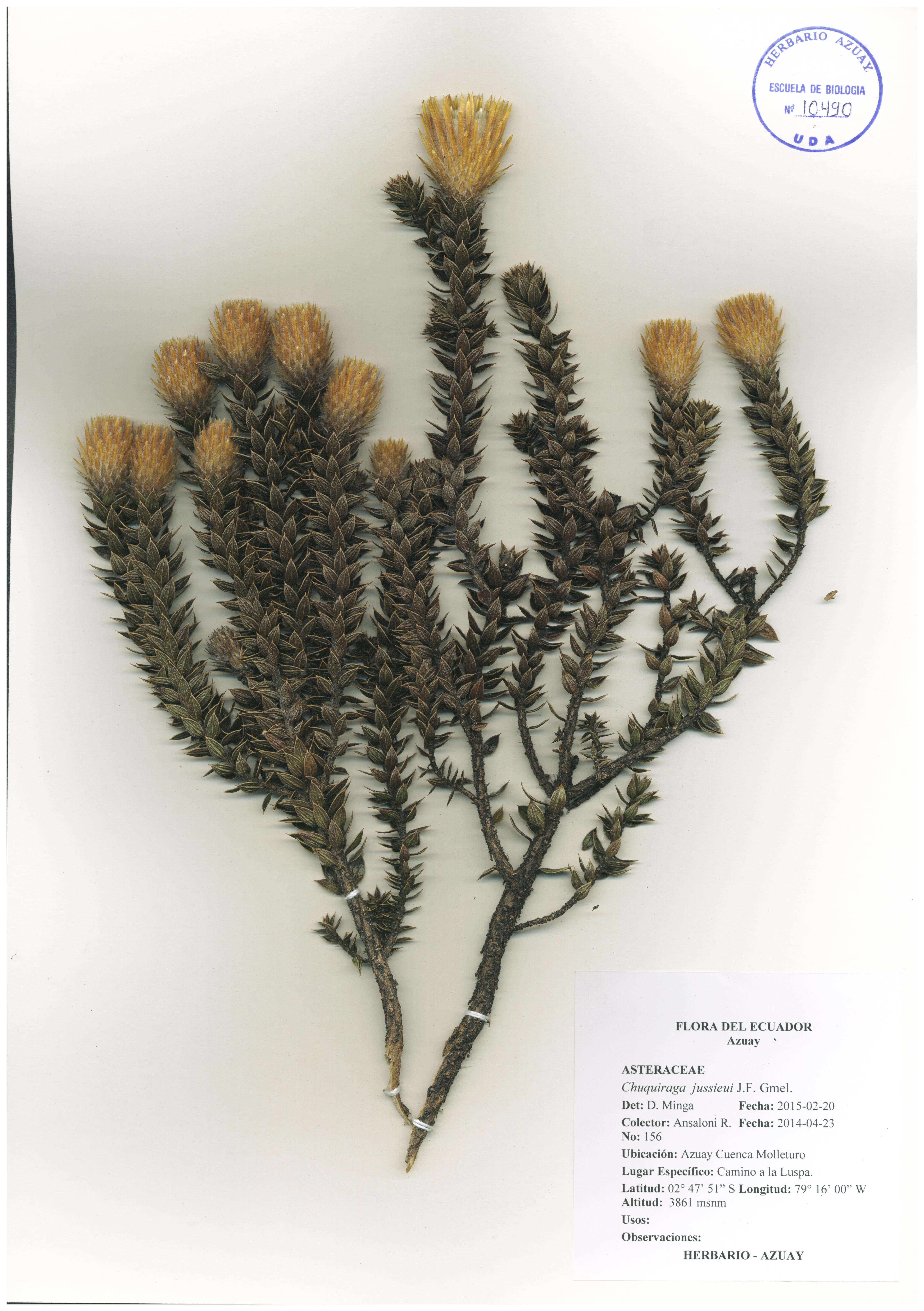 Chuquiraga jussieui J.F. Gmel.