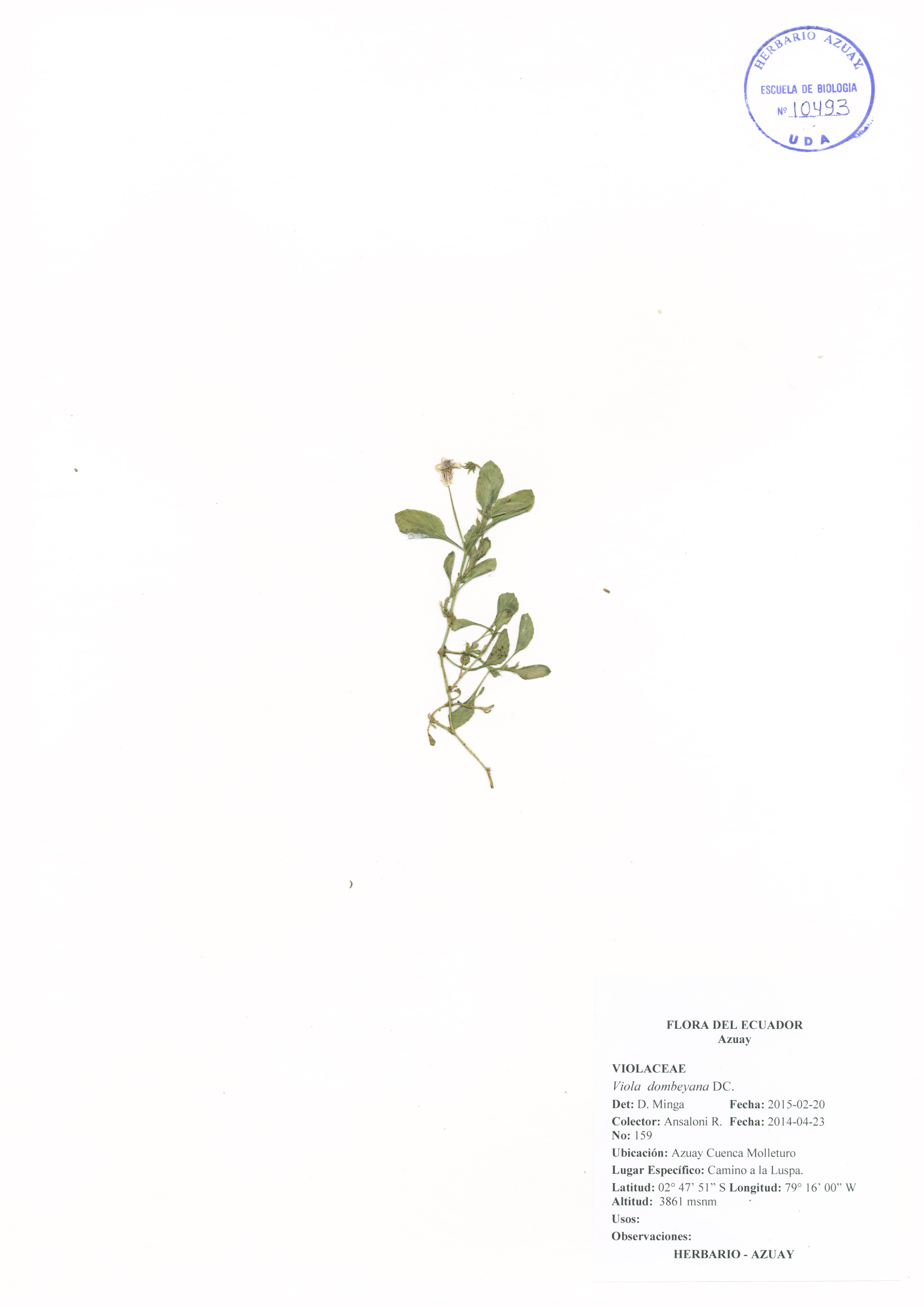 Viola dombeyana DC.