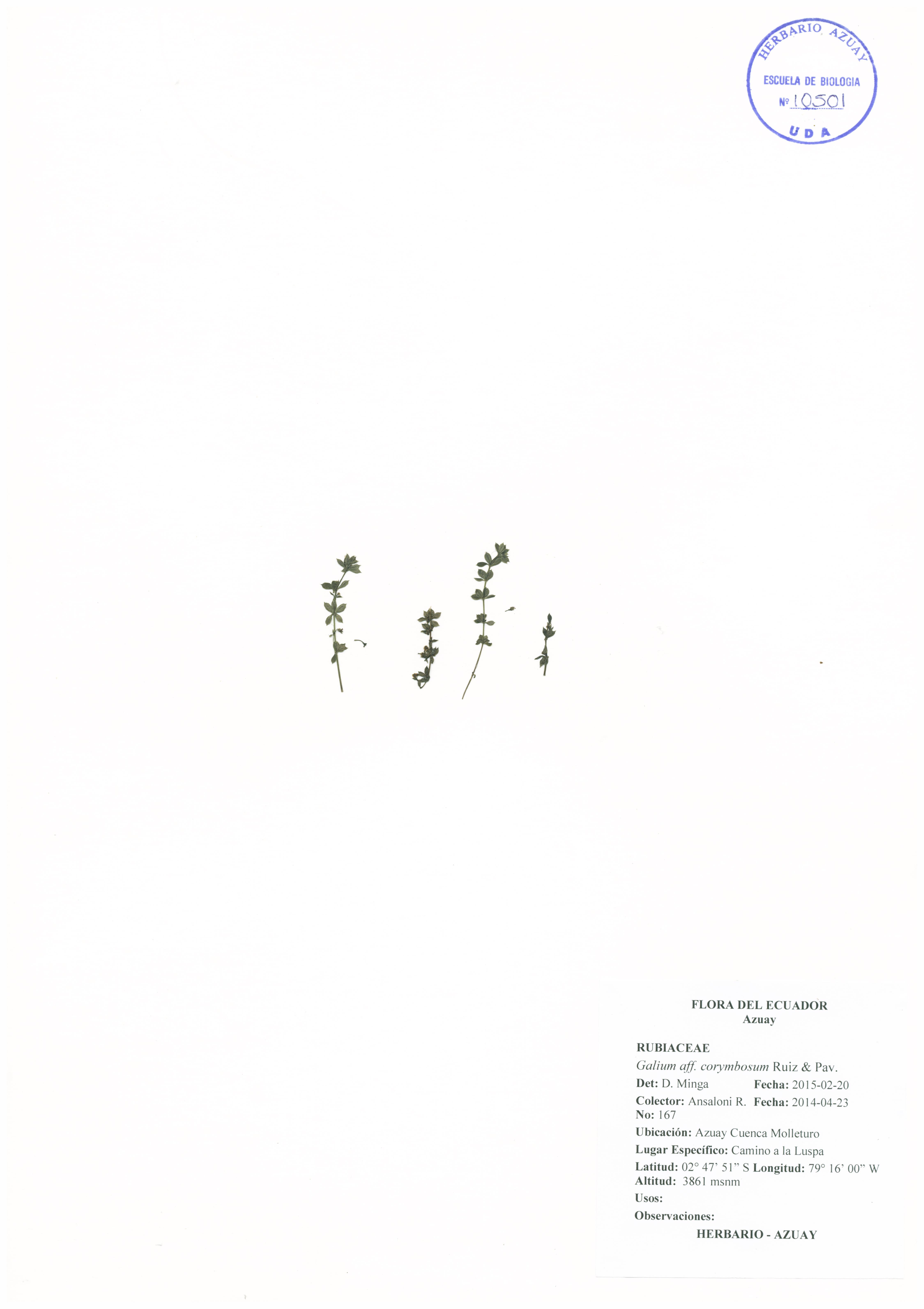 Galium corymbosum Ruiz & Pav.