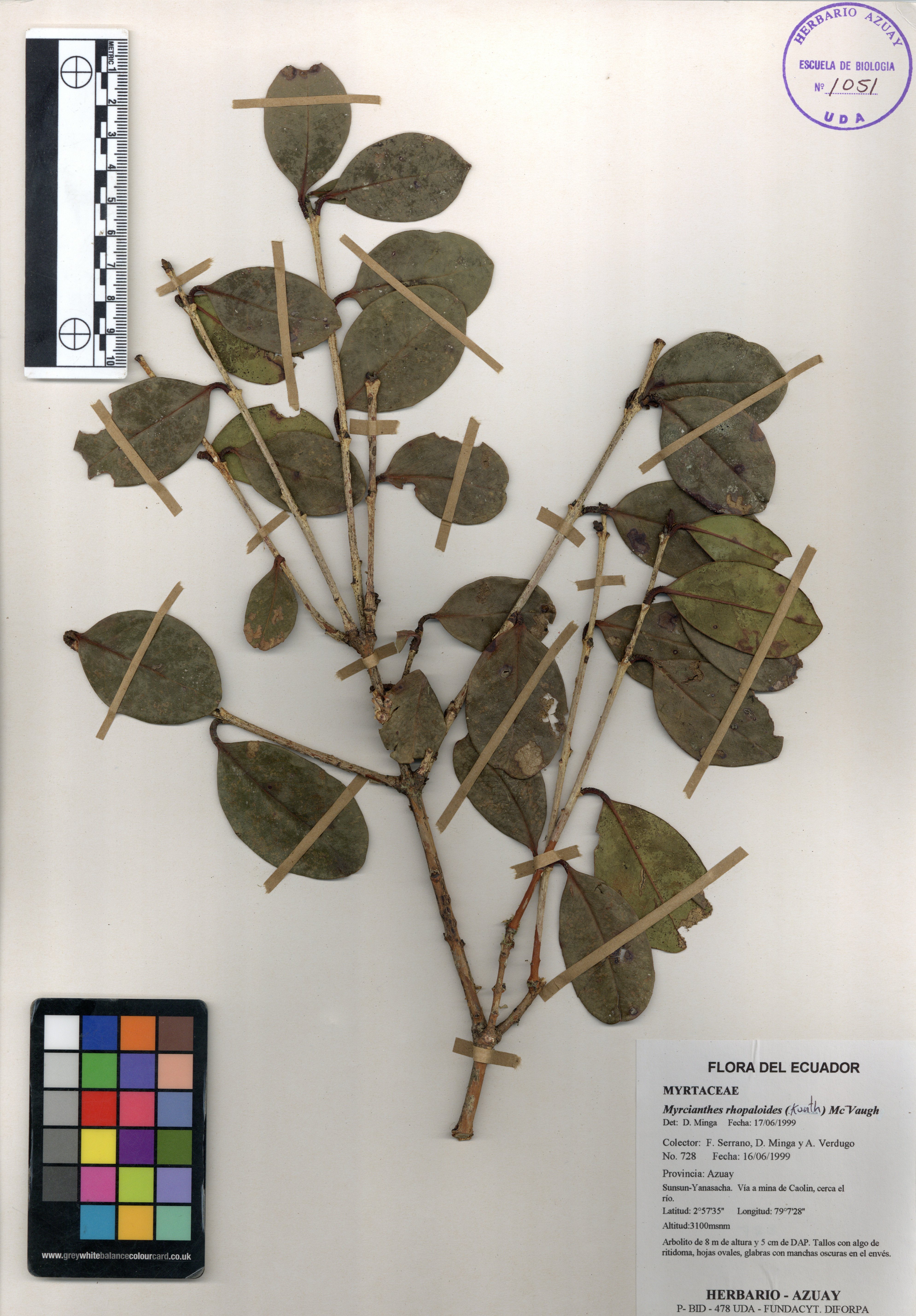 Myrcianthes rhopaloides (Kunth) McVaugh