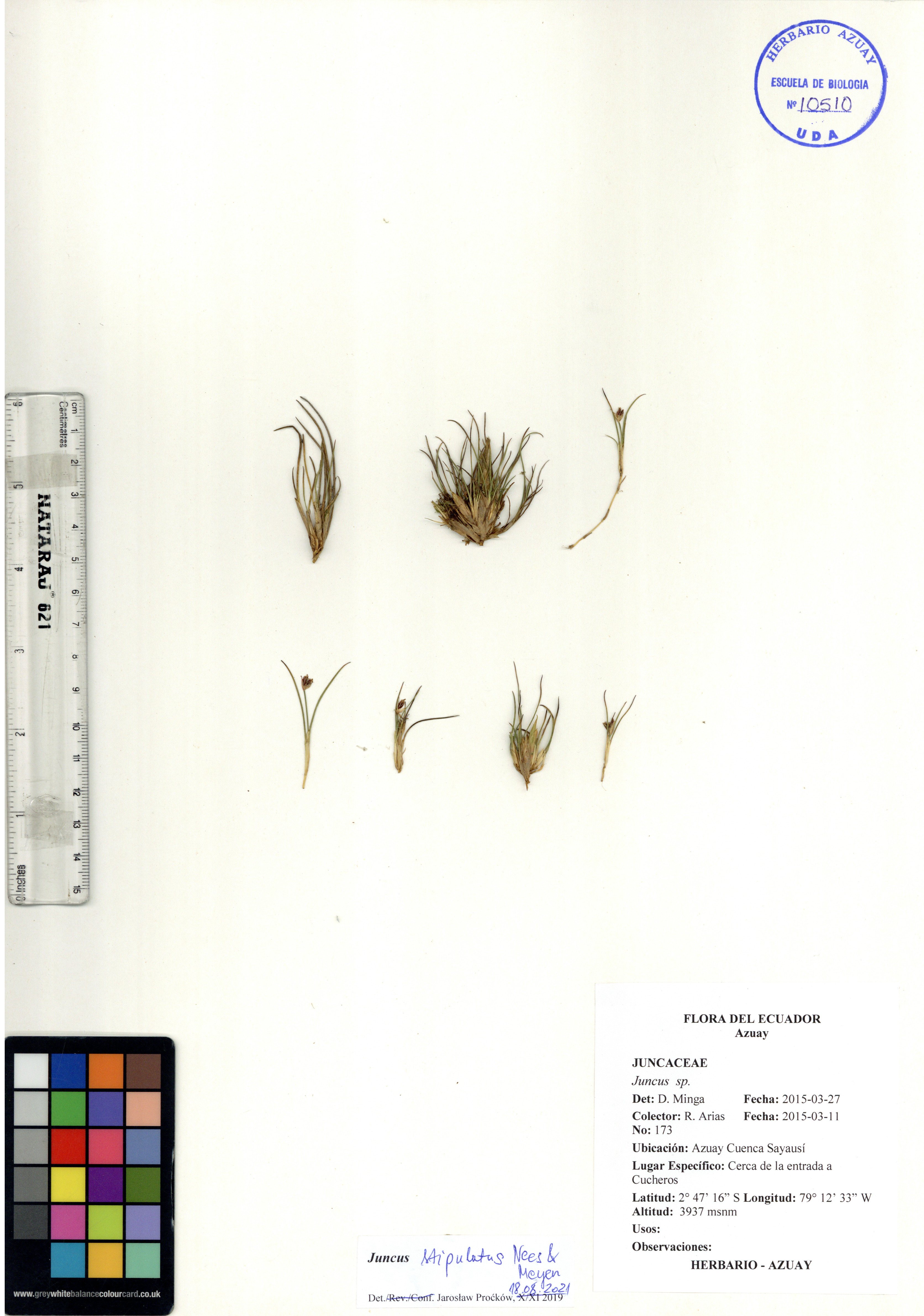 Juncus stipulatus Nees & Meyen