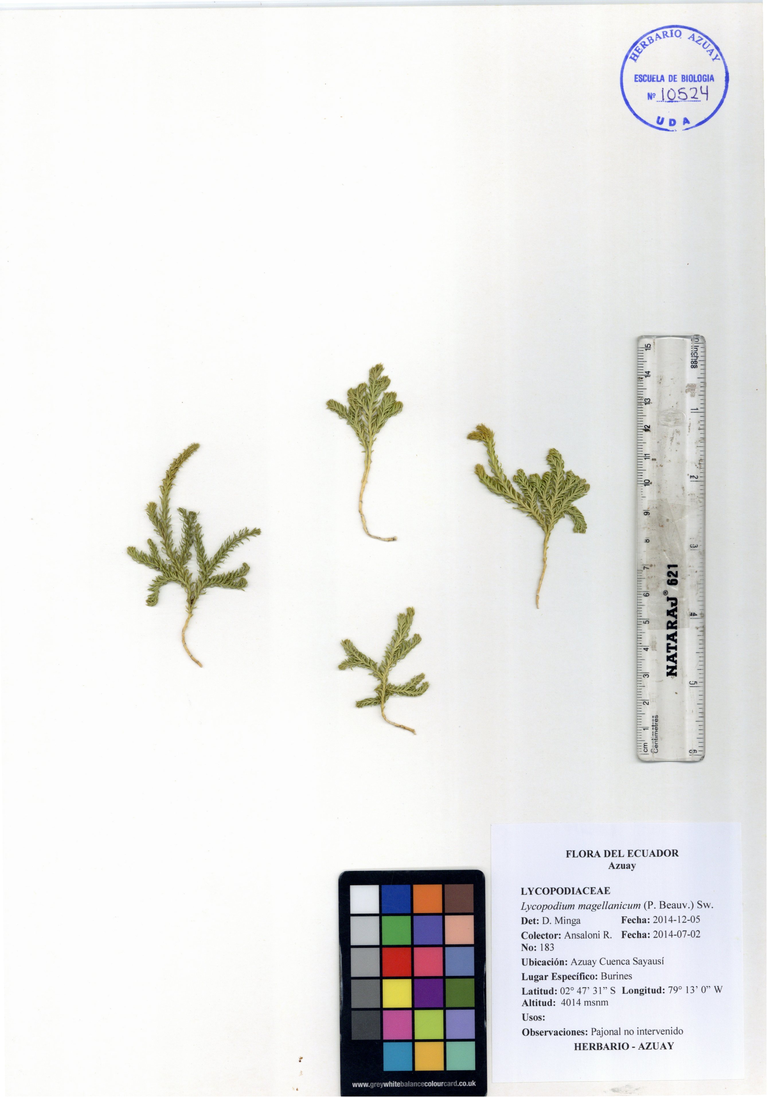 Lycopodium magellanicum (P. Beauv.) Sw.