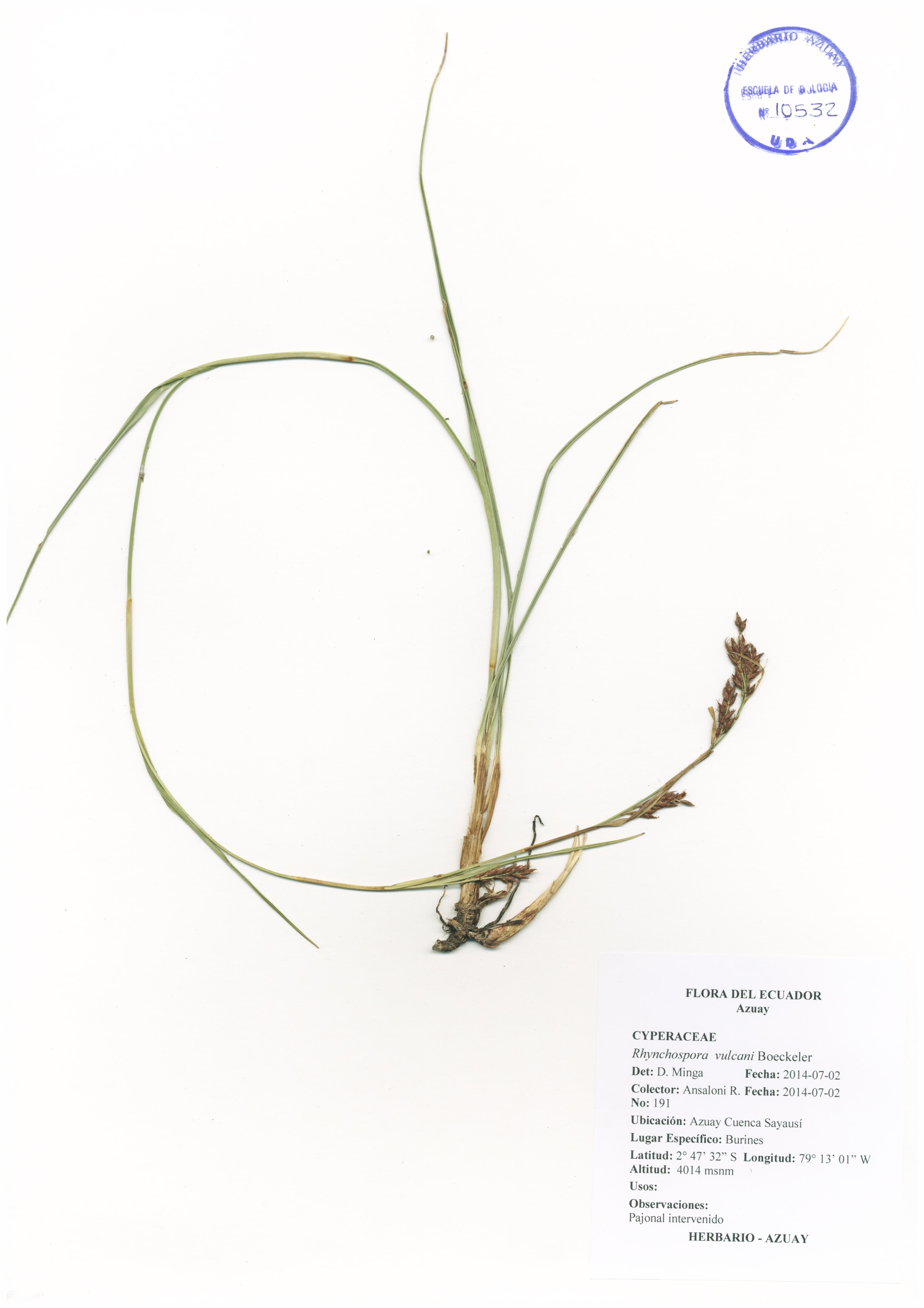 Rhynchospora vulcani Boeckeler