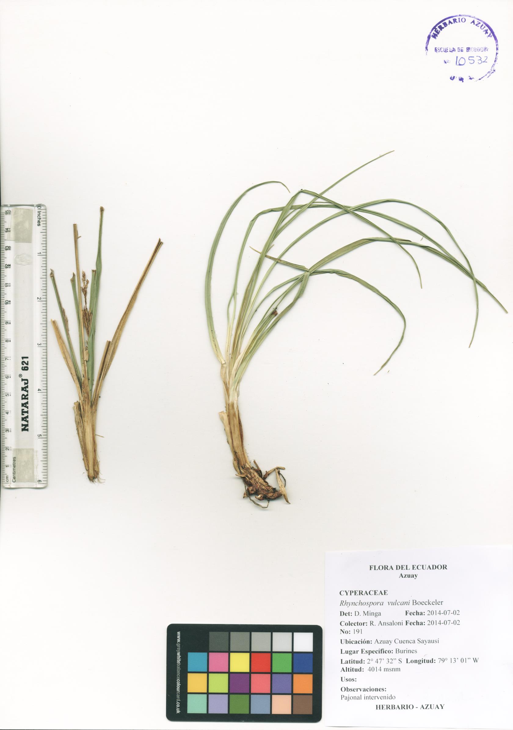 Rhynchospora vulcani Boeckeler