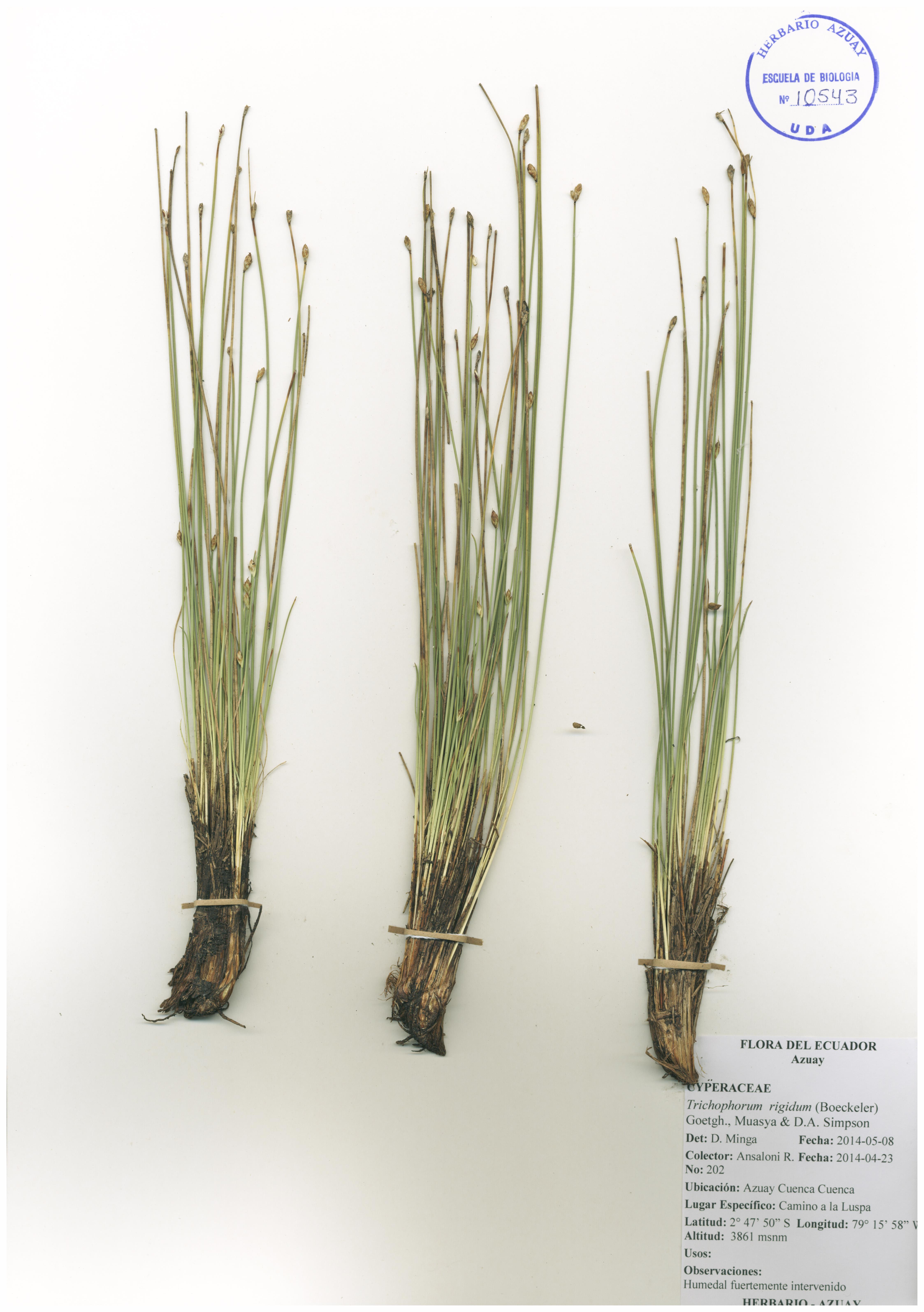 Trichophorum rigidum (Boeckeler) Goetgh., Muasya & D.A. Simpson