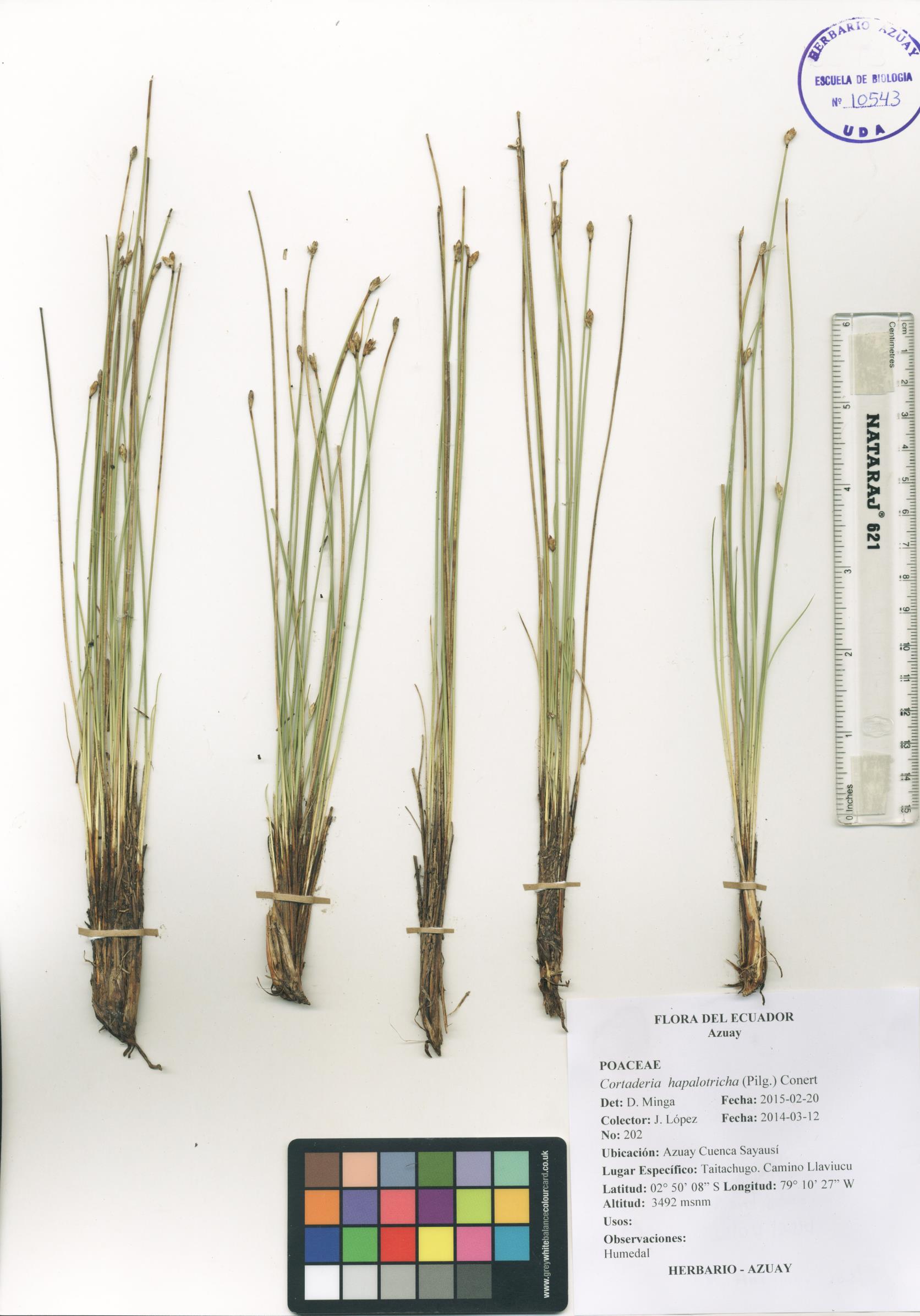 Trichophorum rigidum (Boeckeler) Goetgh., Muasya & D.A. Simpson