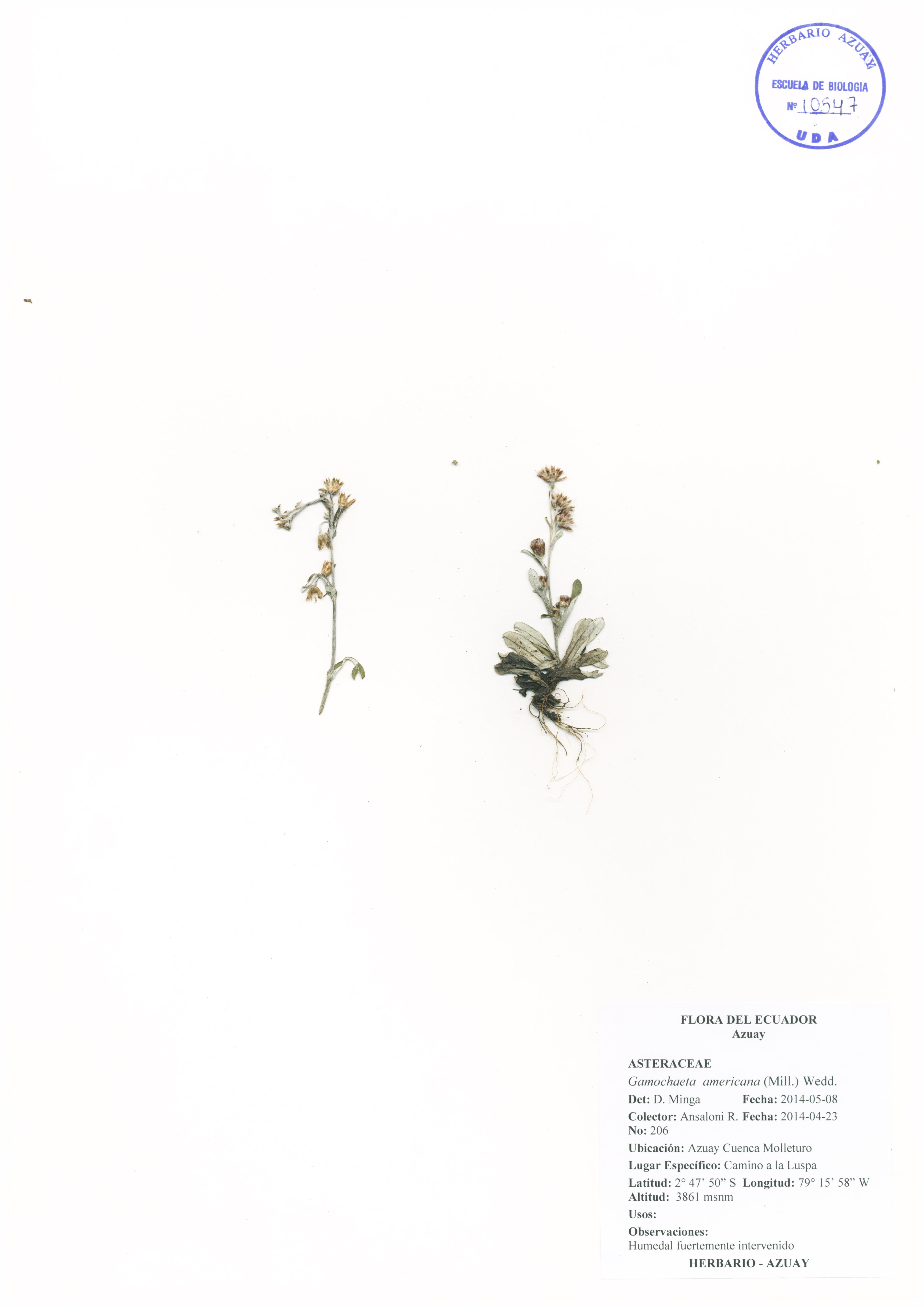 Gamochaeta americana (Mill.) Wedd.