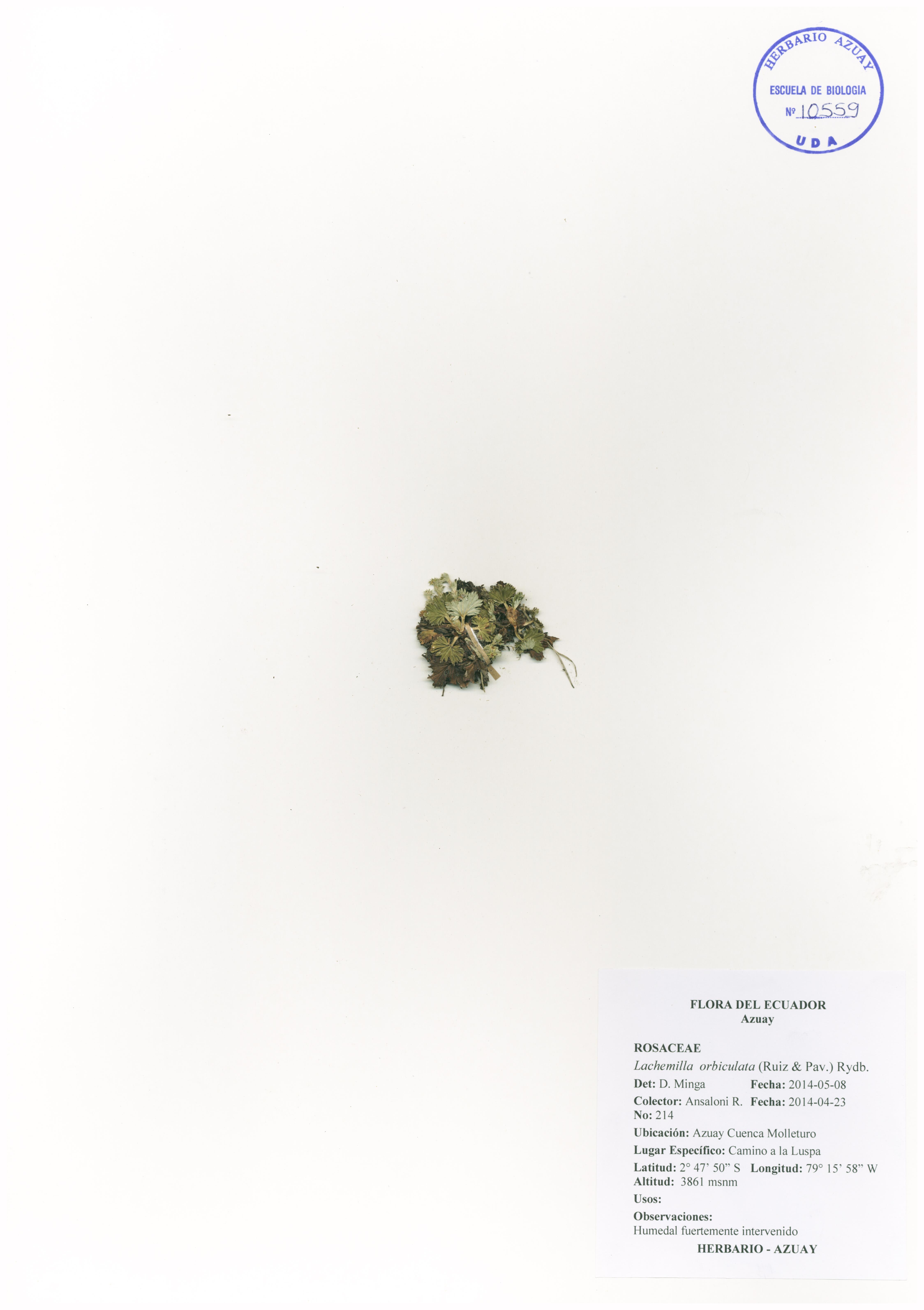 Lachemilla orbiculata (Ruiz & Pav.) Rydb.