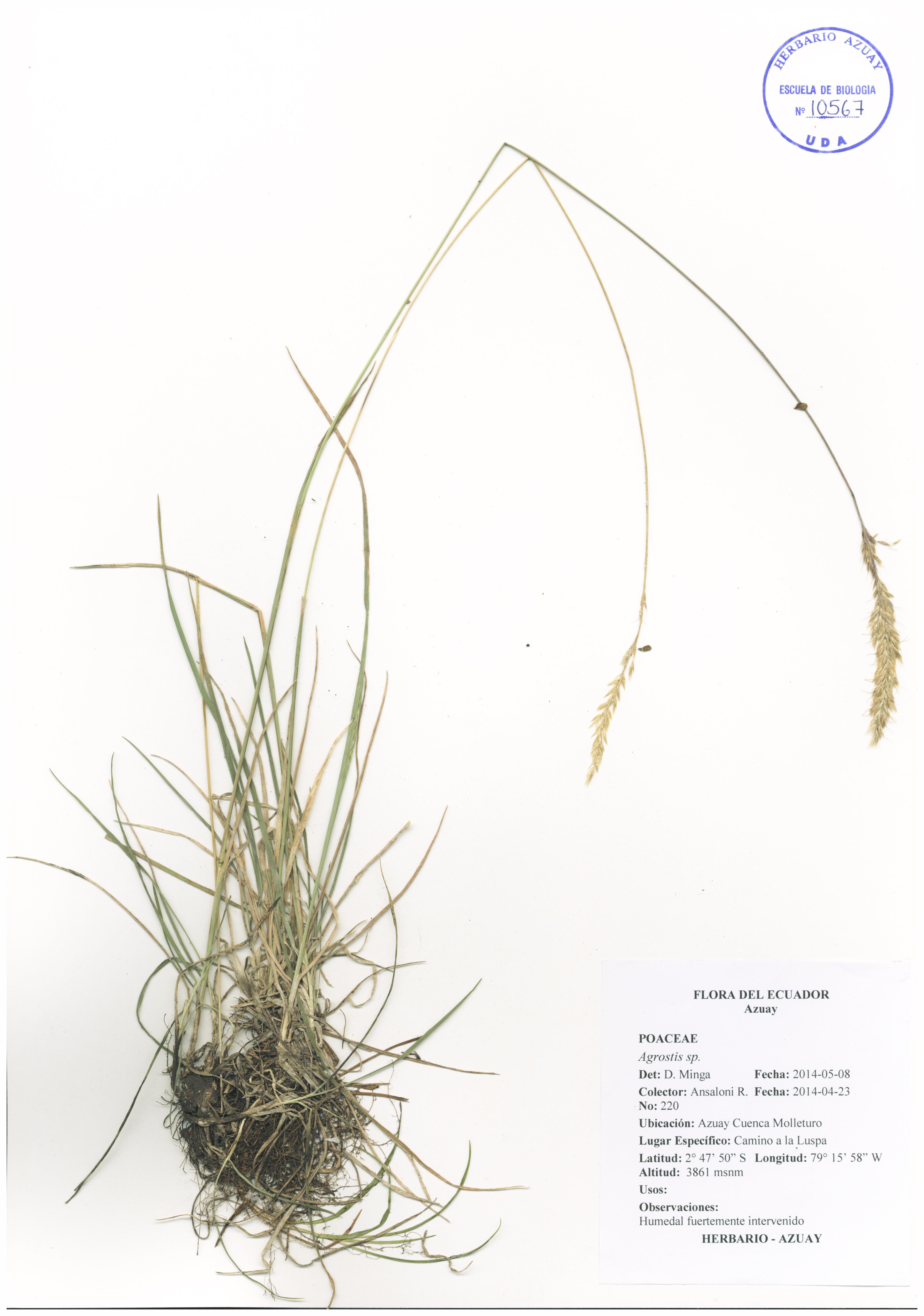 Trisetum spicatum (L.) K. Richt.