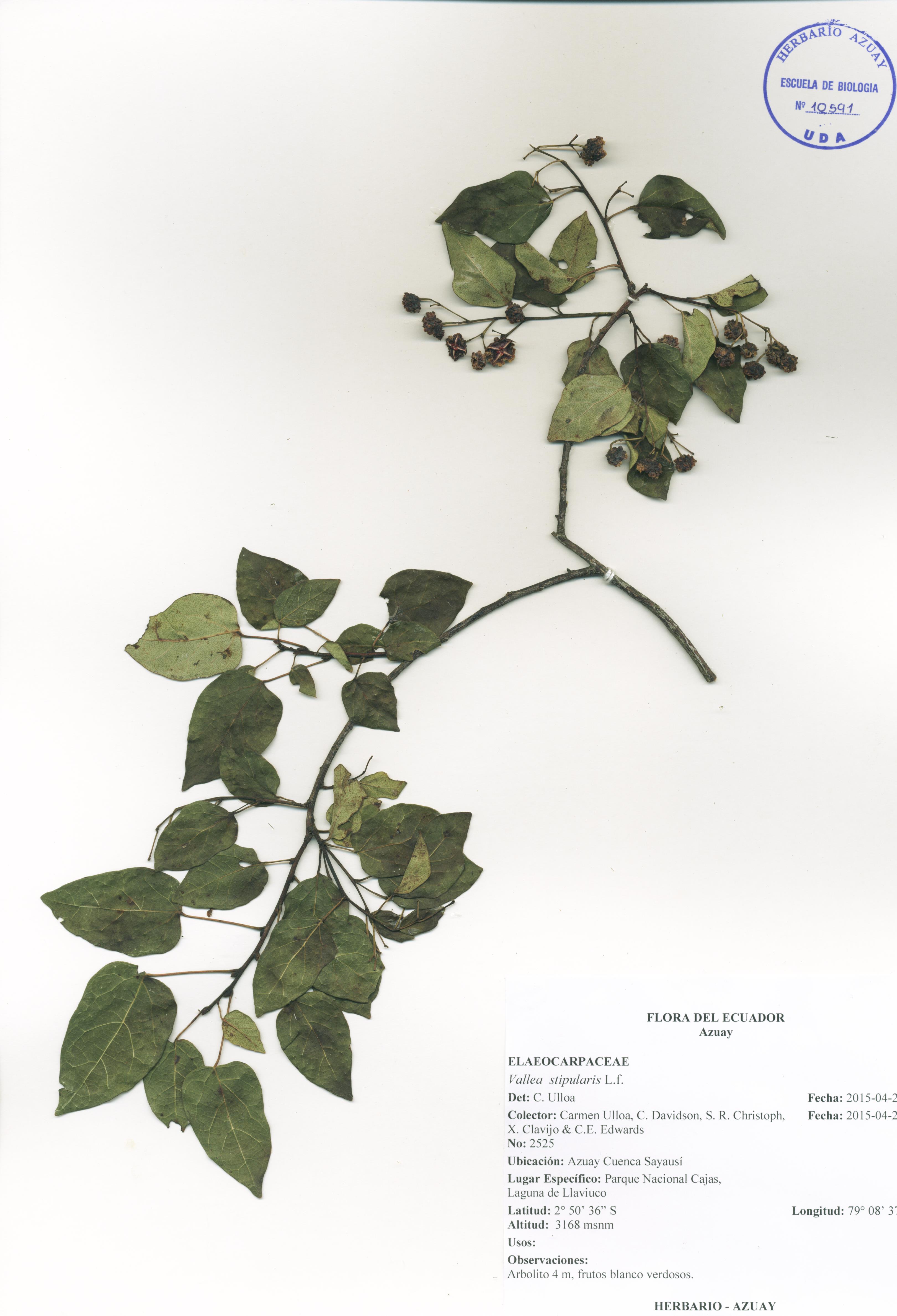 Vallea stipularis L.f.