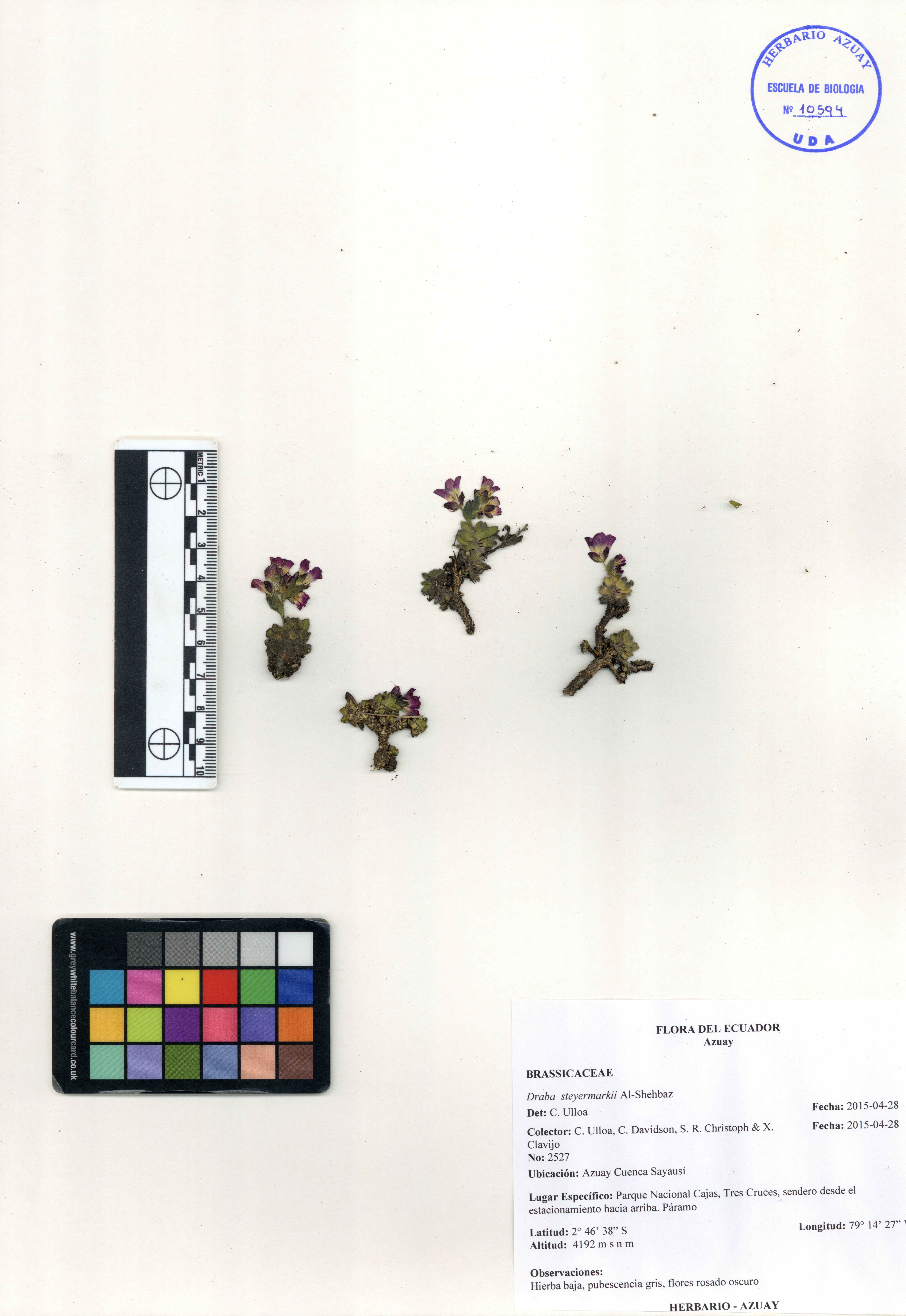 Draba steyermarkii Al-Shehbaz