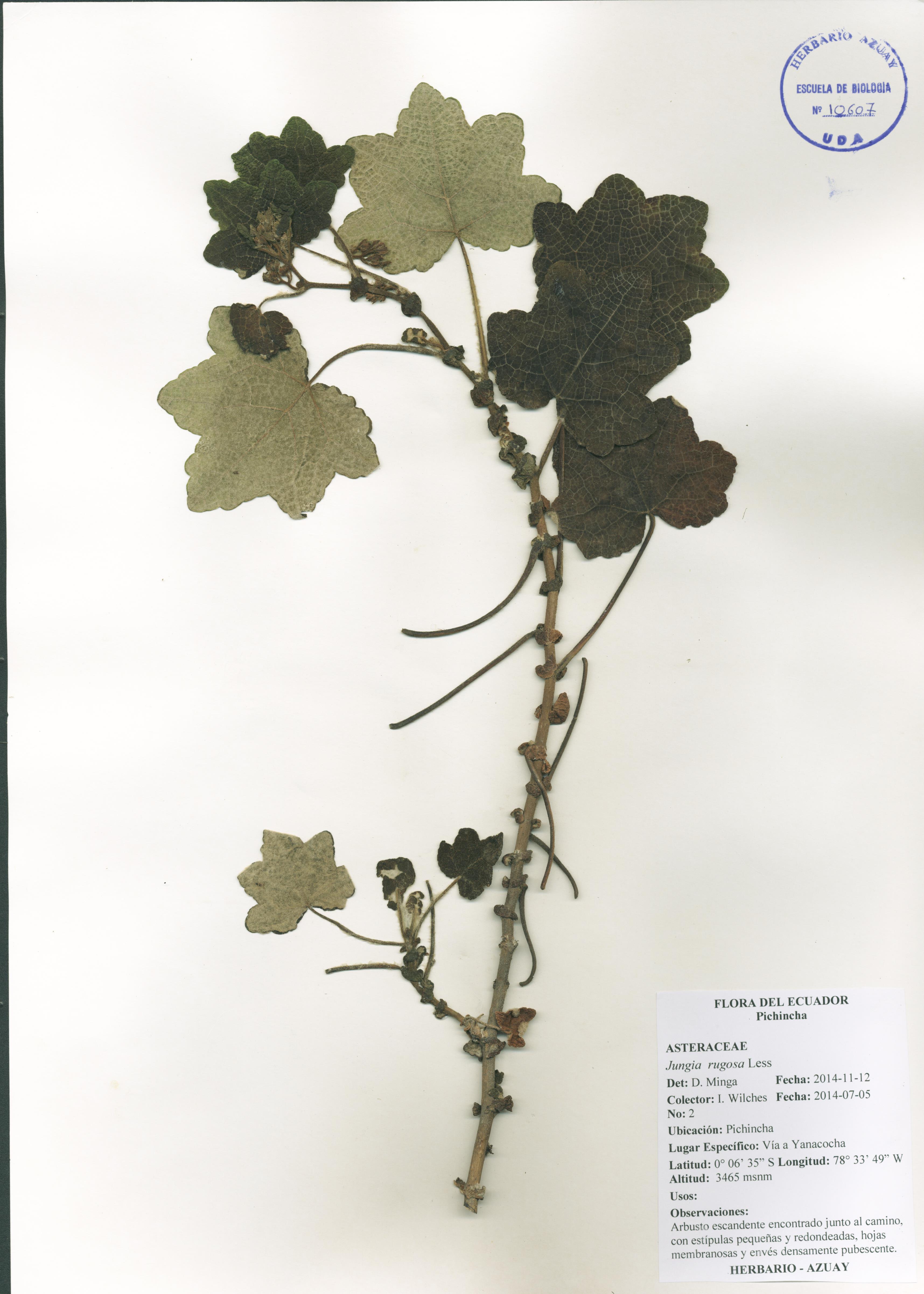 Jungia rugosa Less