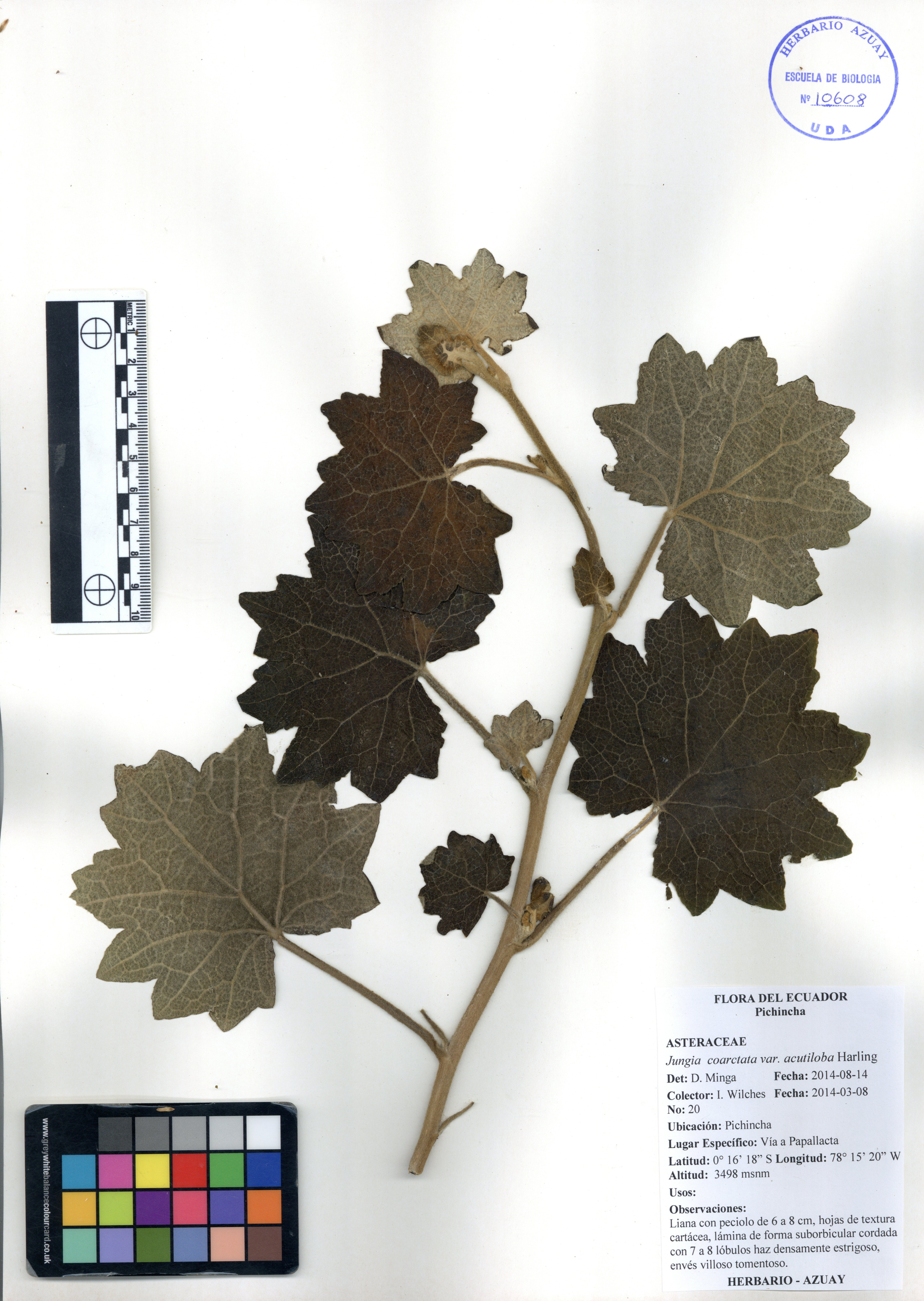 Jungia coarctata Hieron