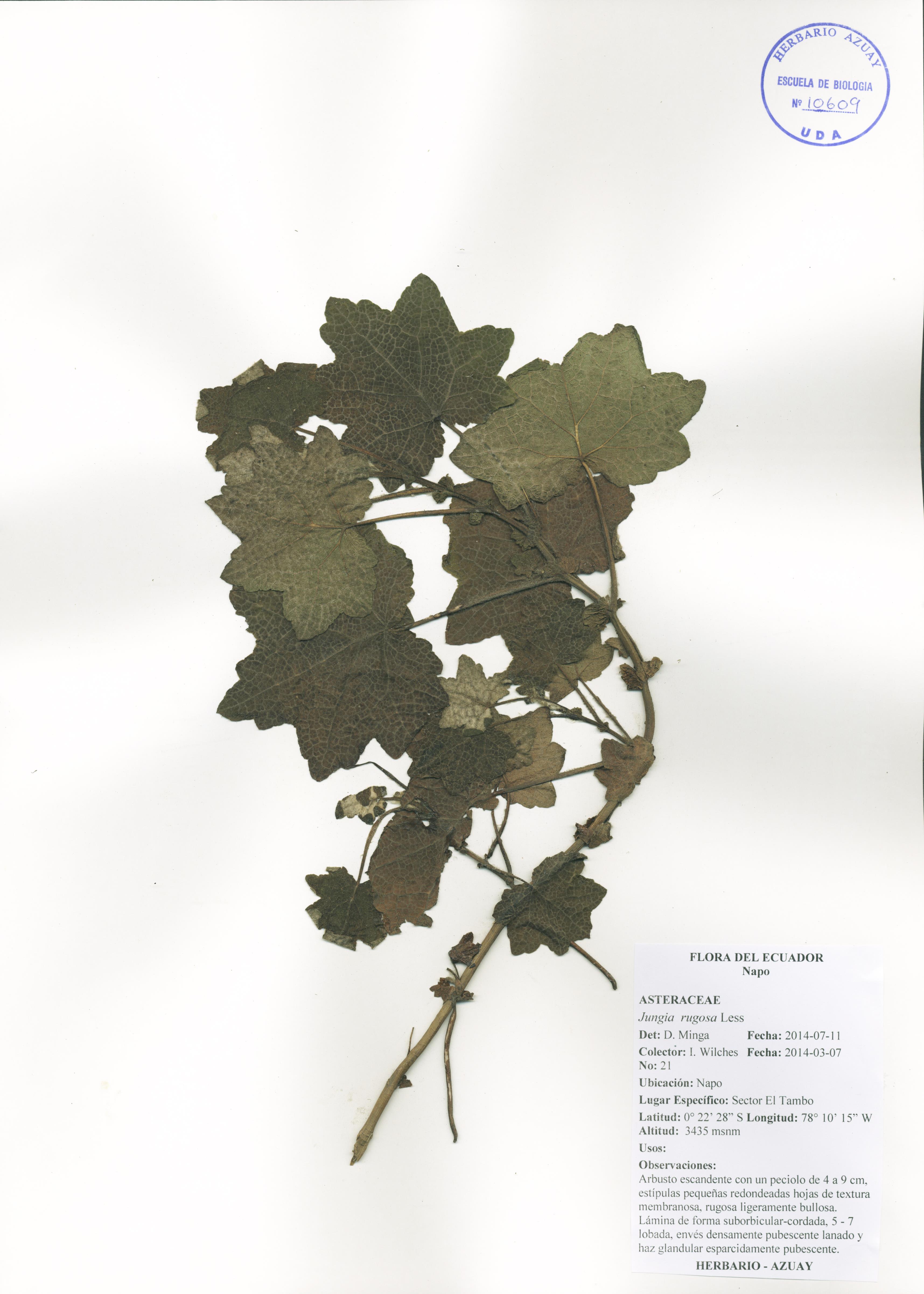 Jungia rugosa Less
