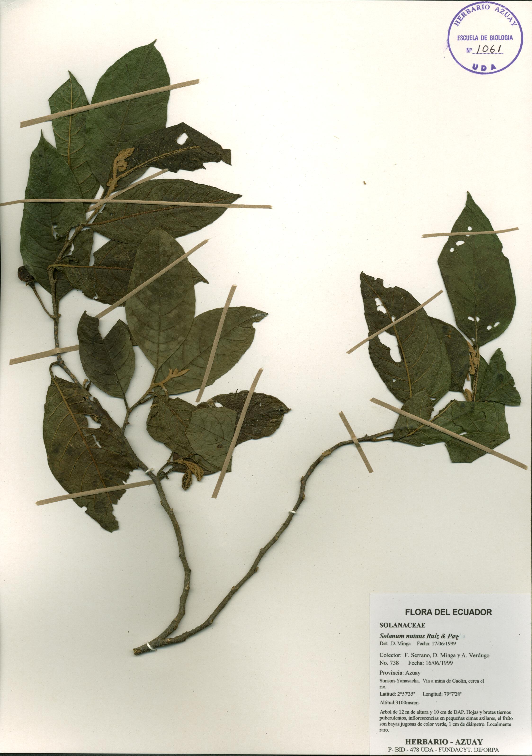 Solanum nutans Ruiz & Pav.