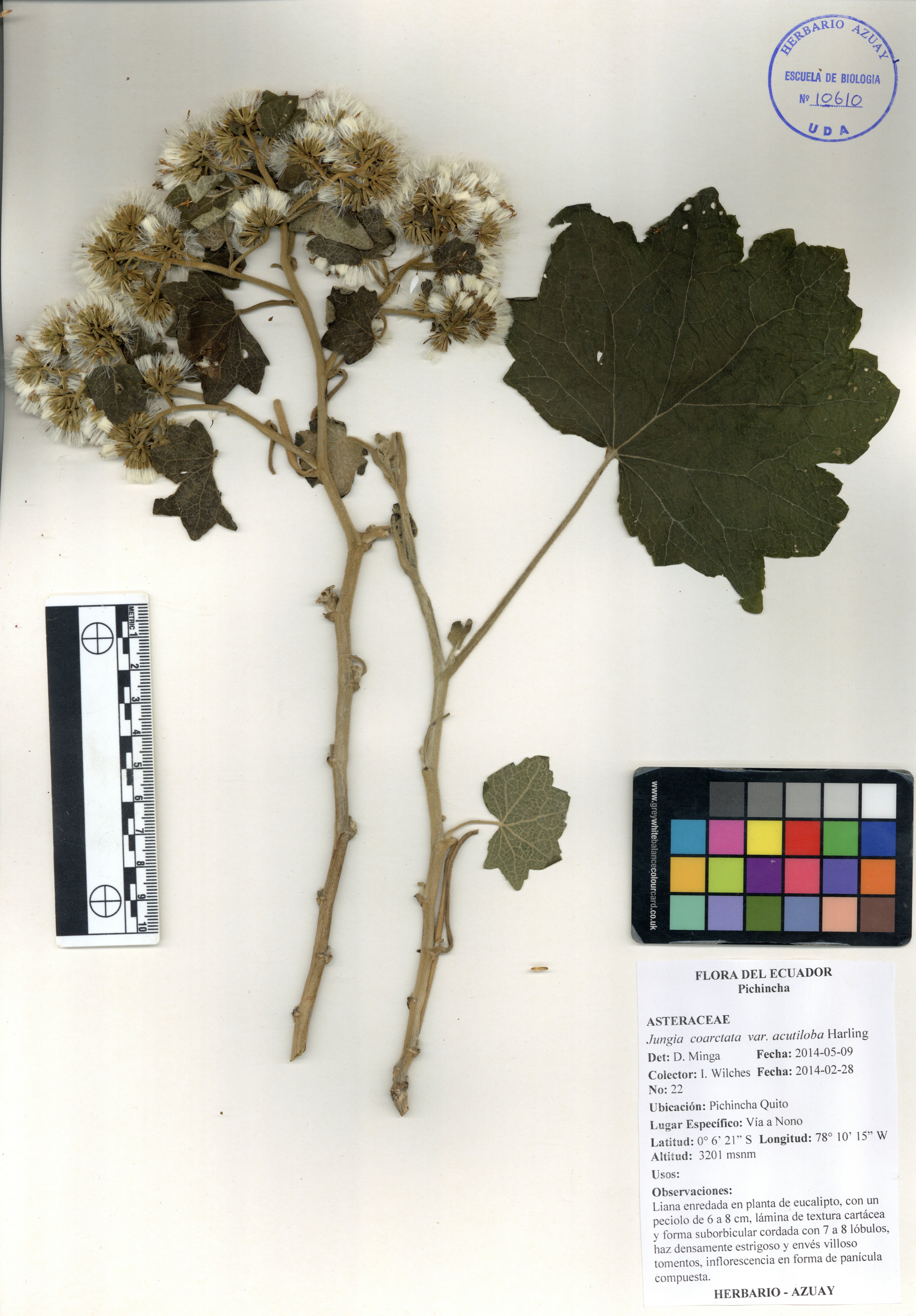 Jungia coarctata Hieron