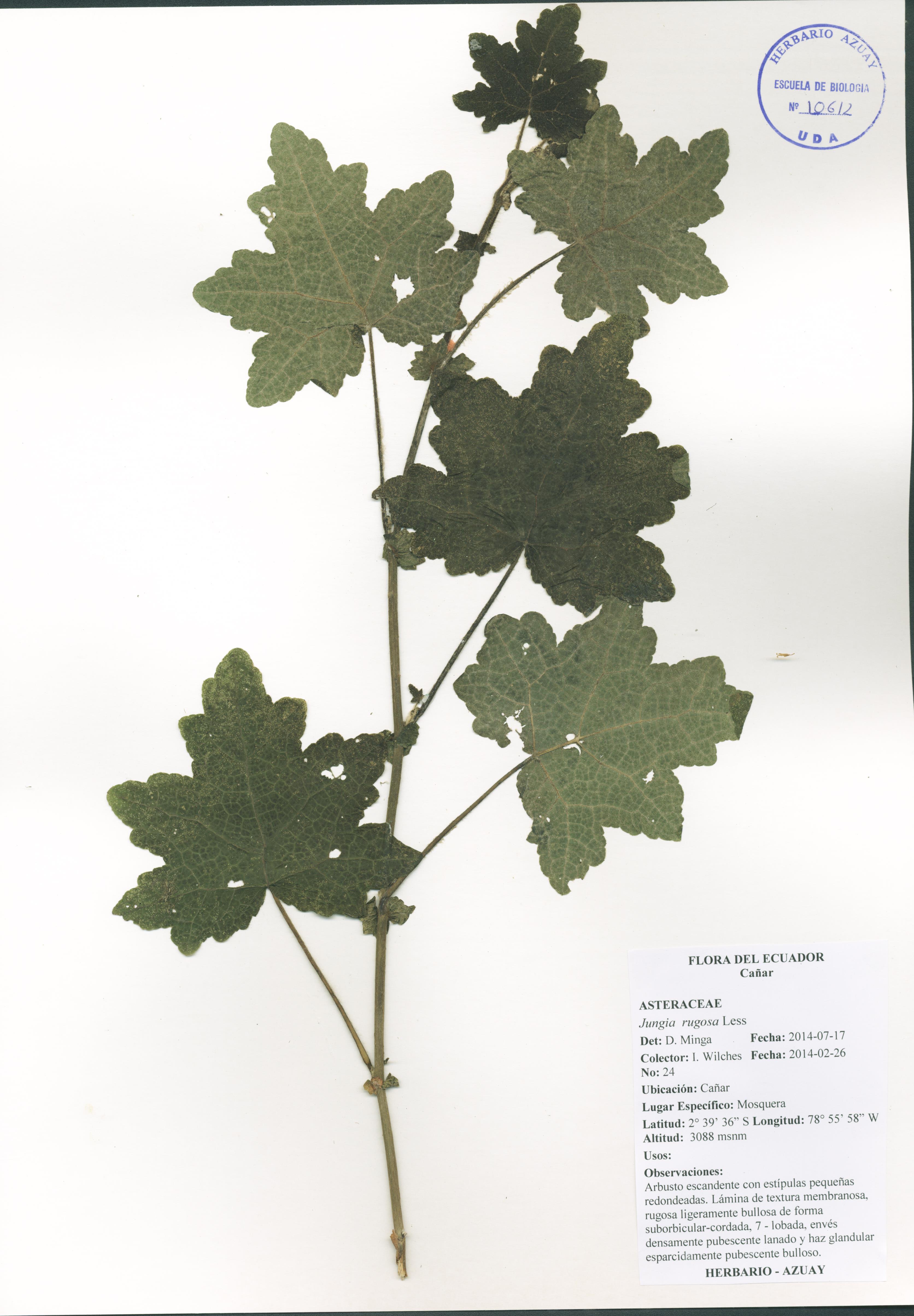 Jungia rugosa Less