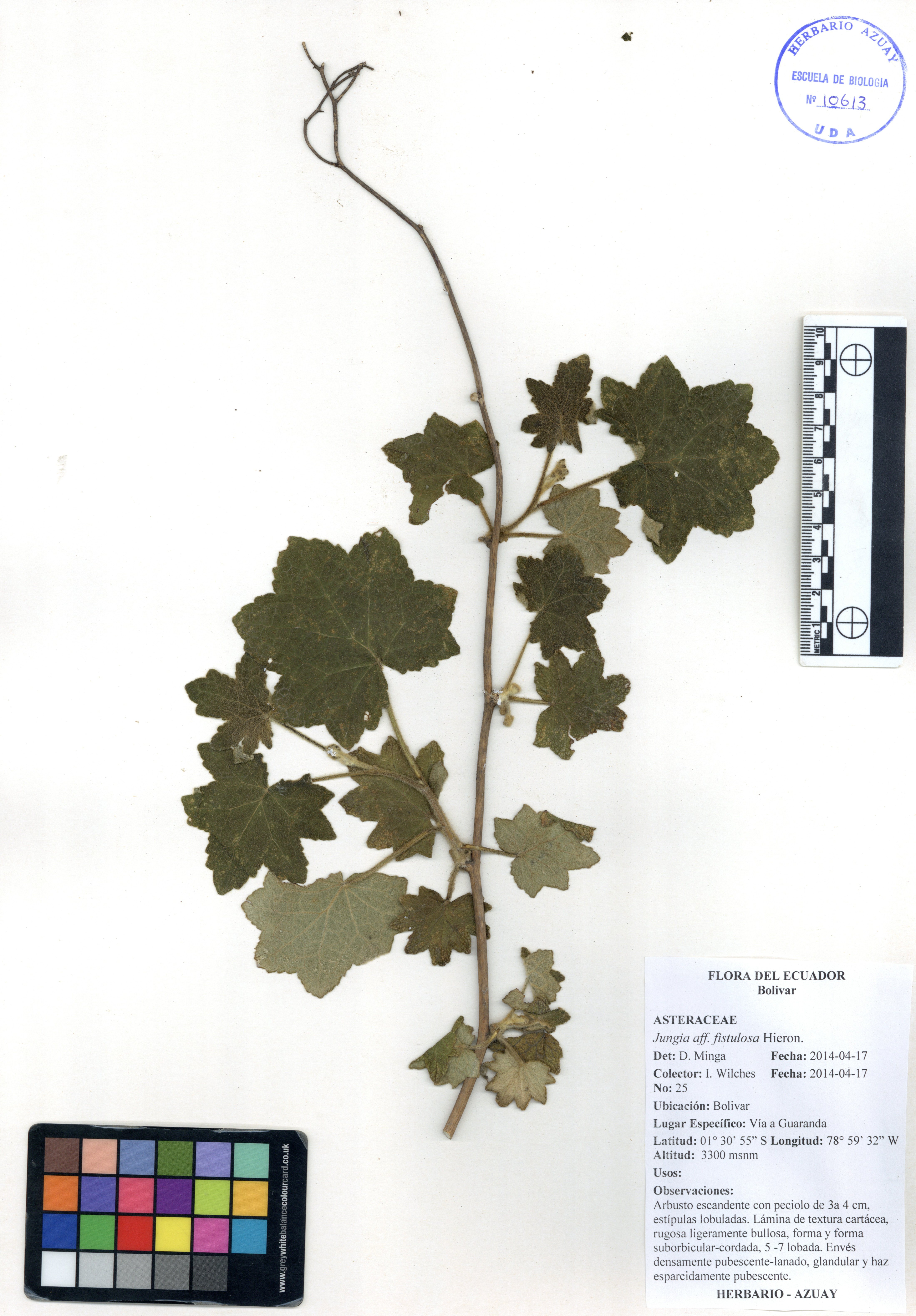Jungia fistulosa Hieron.