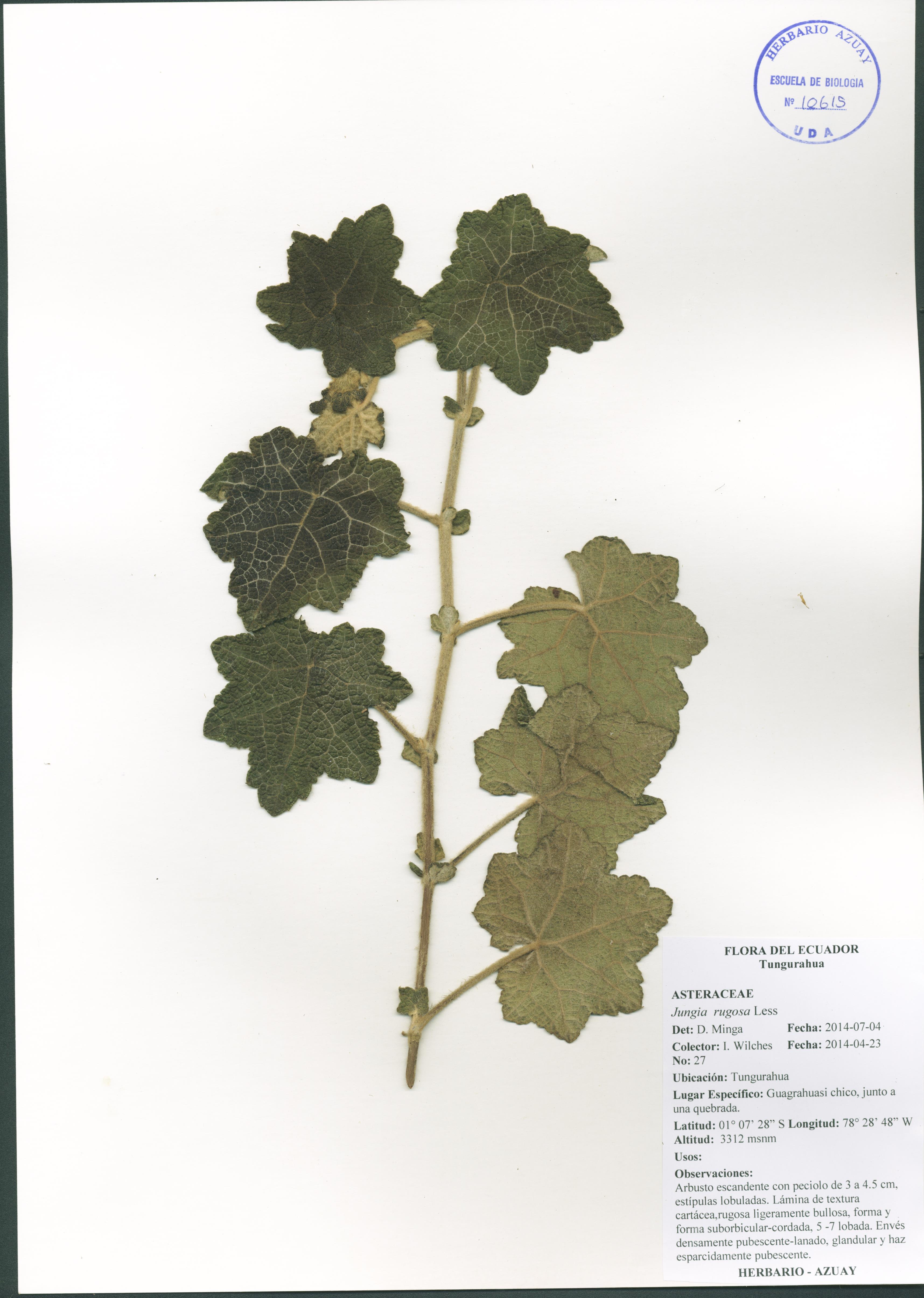 Jungia rugosa Less