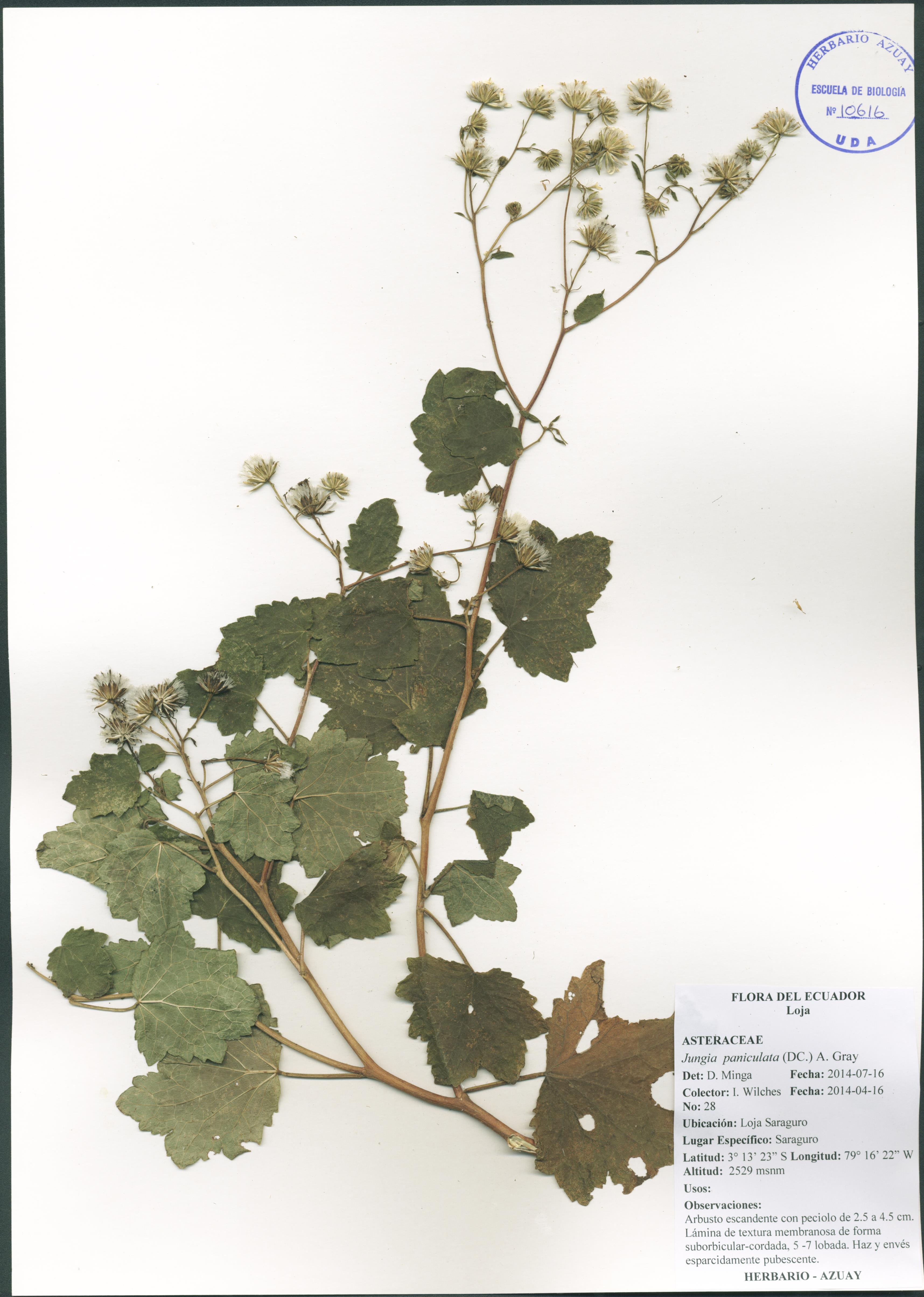 Jungia paniculata (DC.) A. Gray