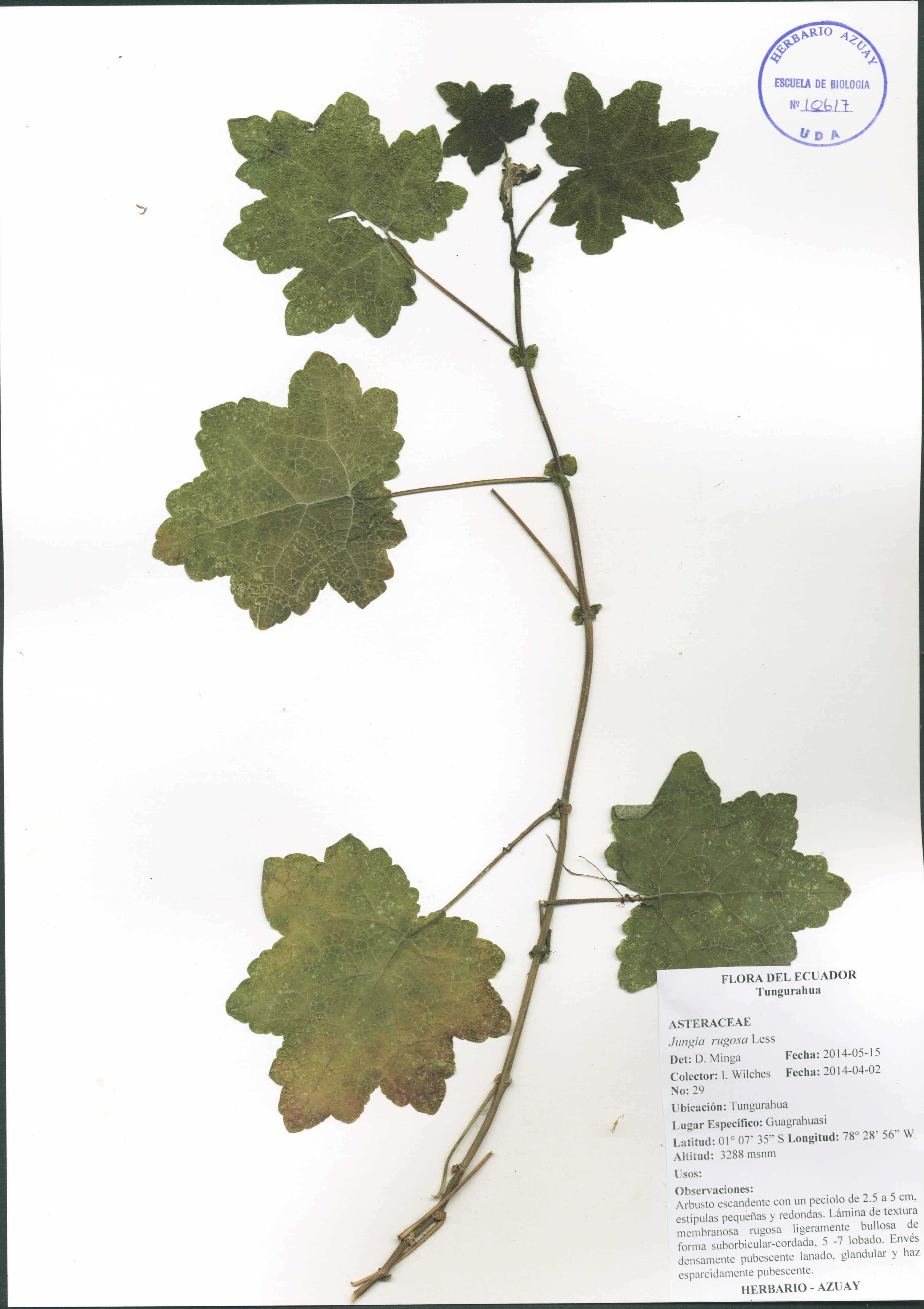 Jungia rugosa Less
