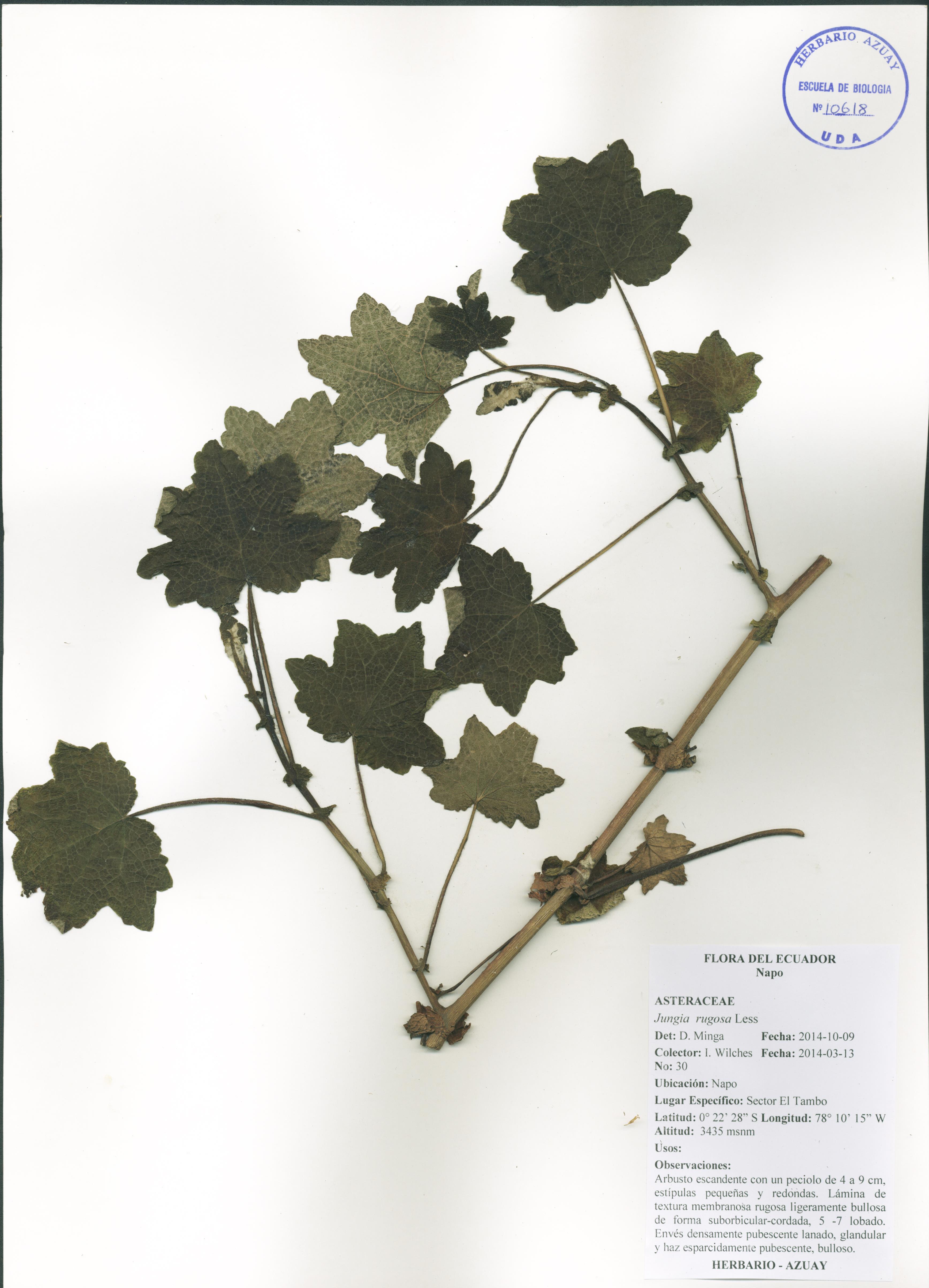 Jungia rugosa Less