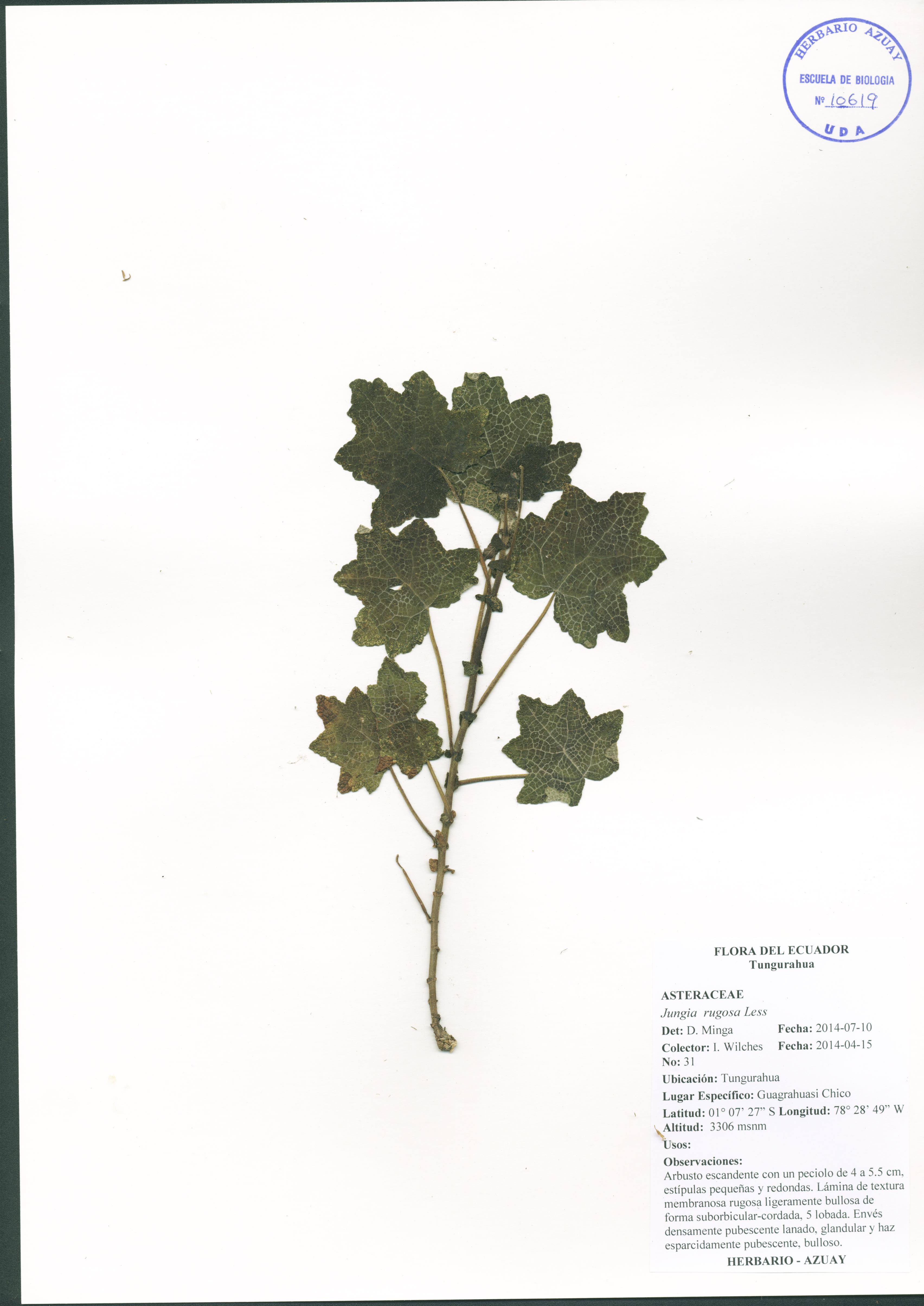 Jungia rugosa Less