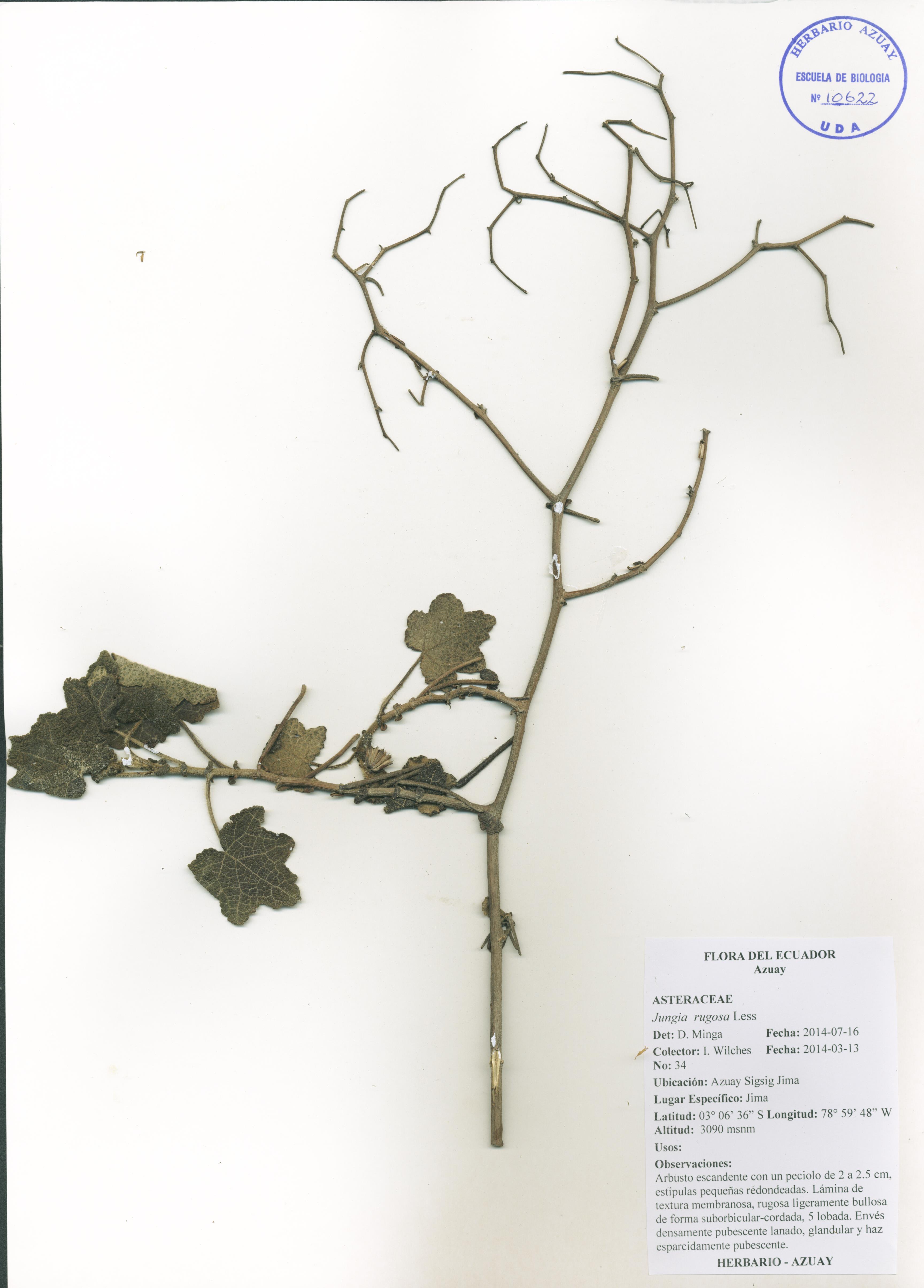 Jungia rugosa Less