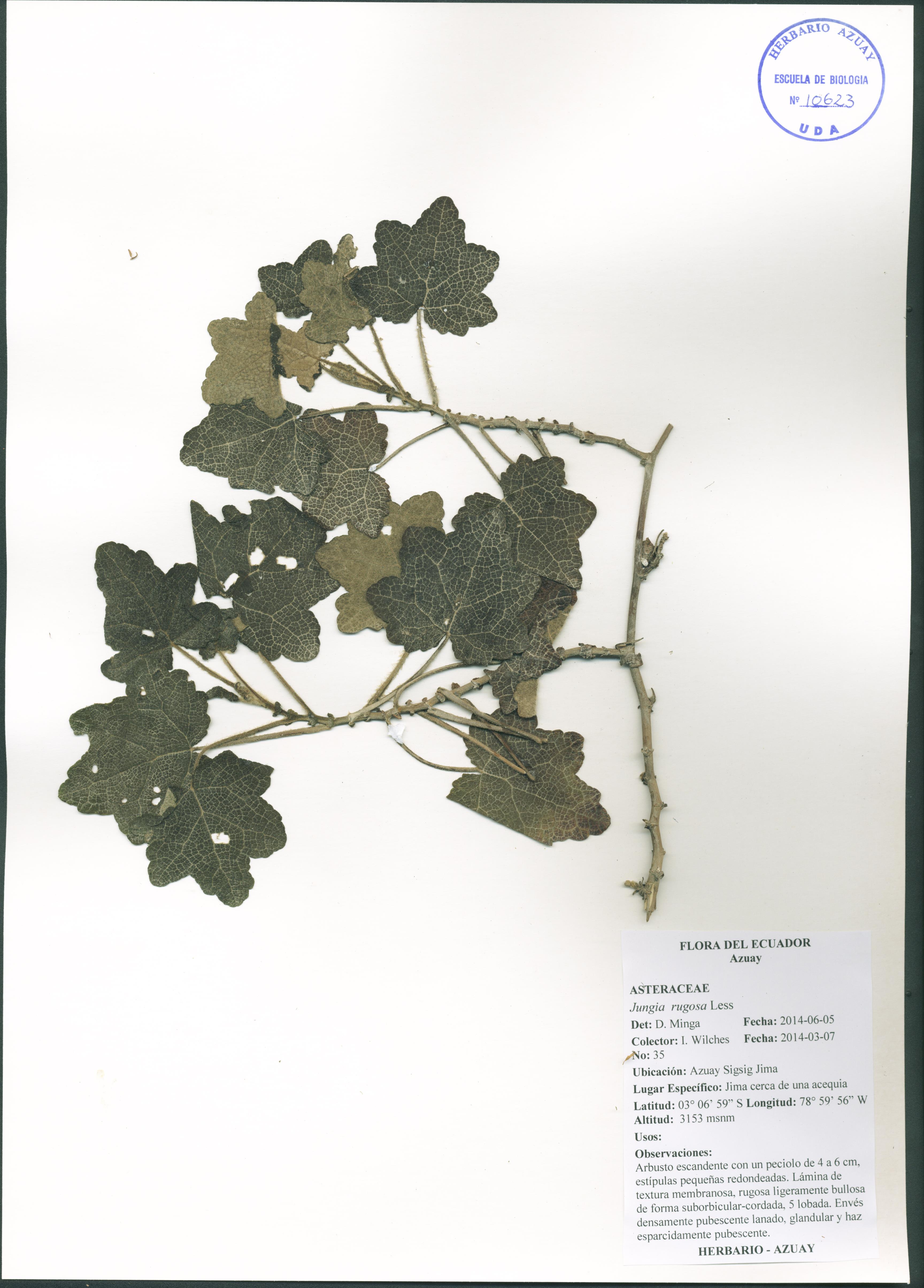 Jungia rugosa Less