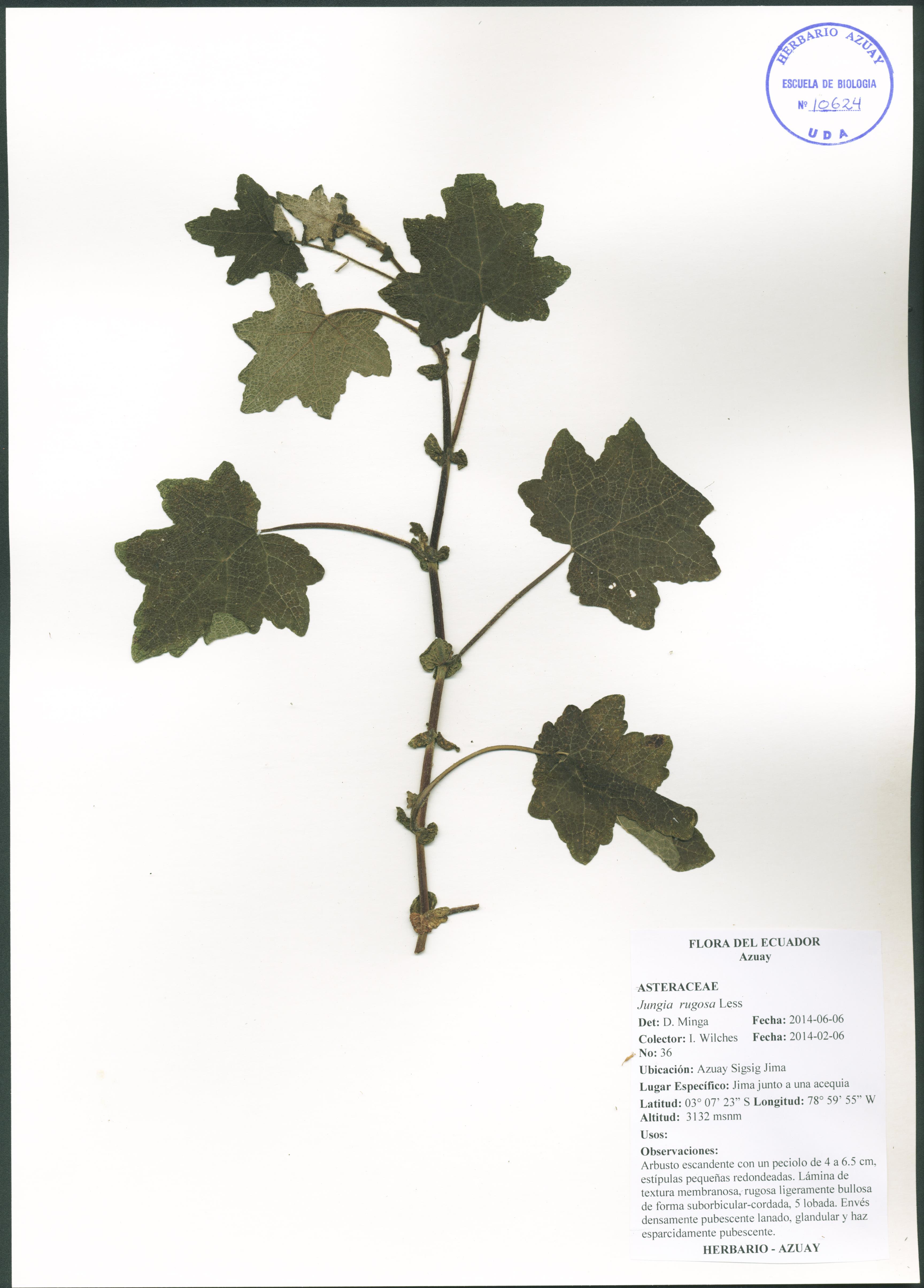 Jungia rugosa Less