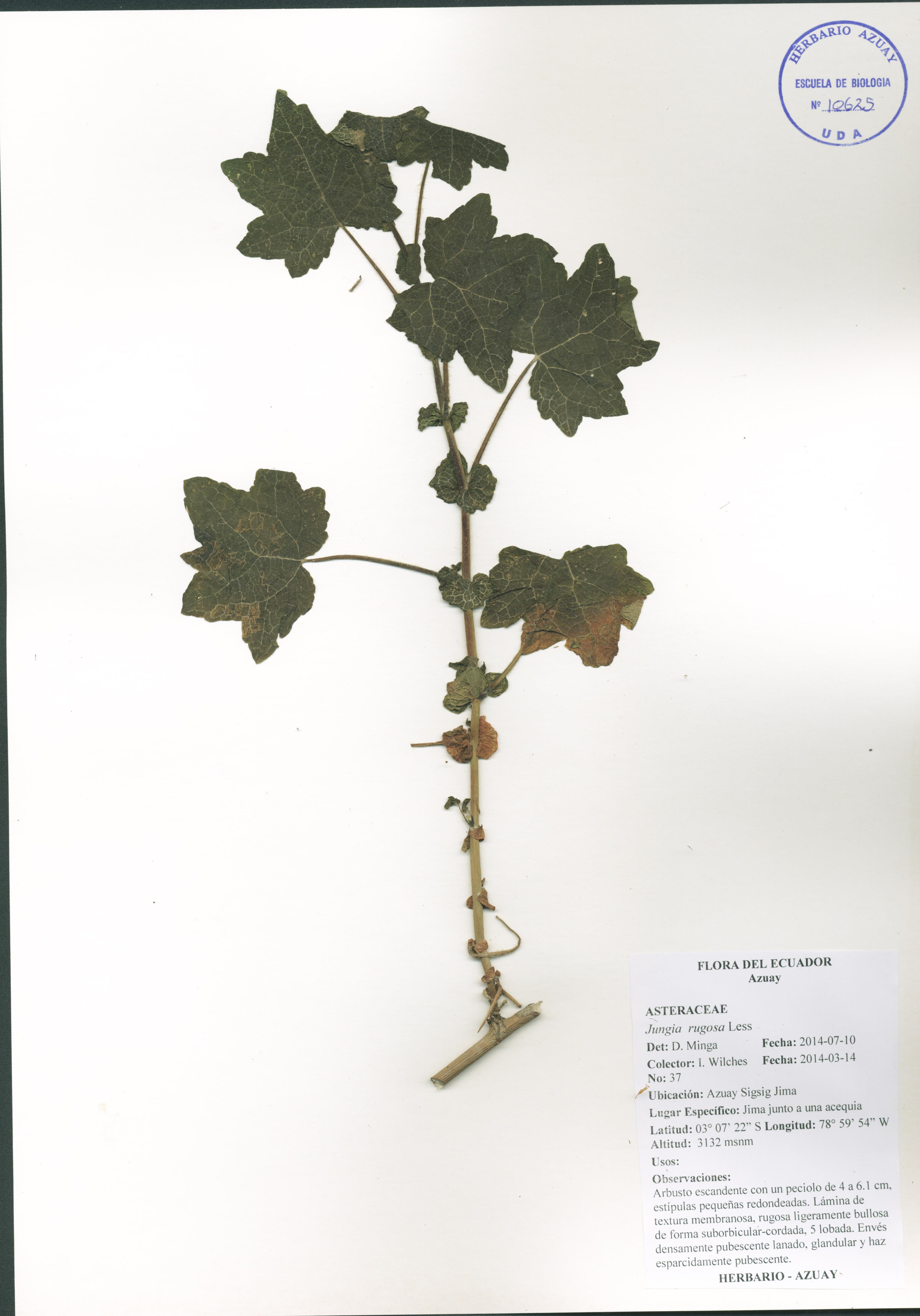 Jungia rugosa Less
