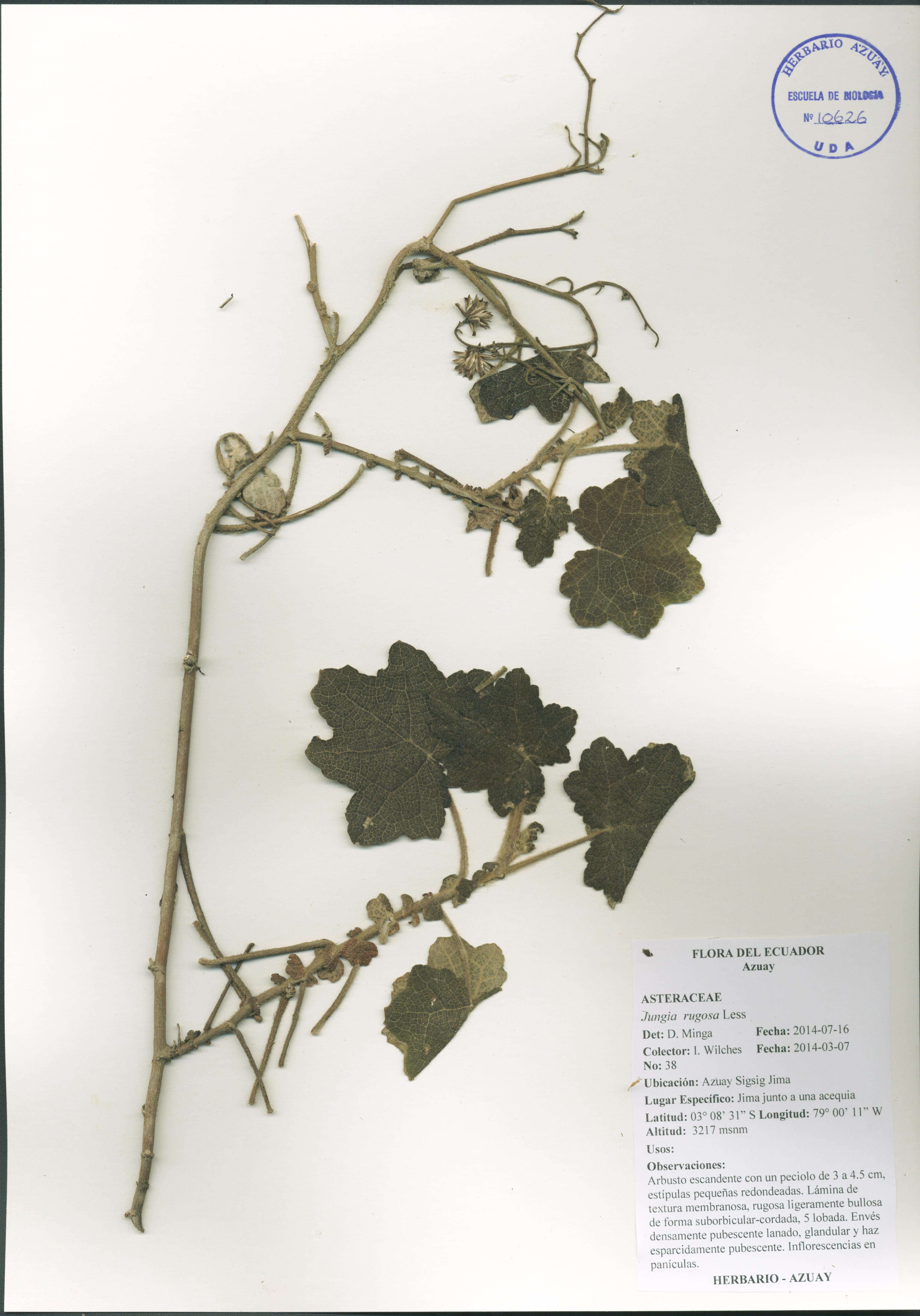 Jungia rugosa Less