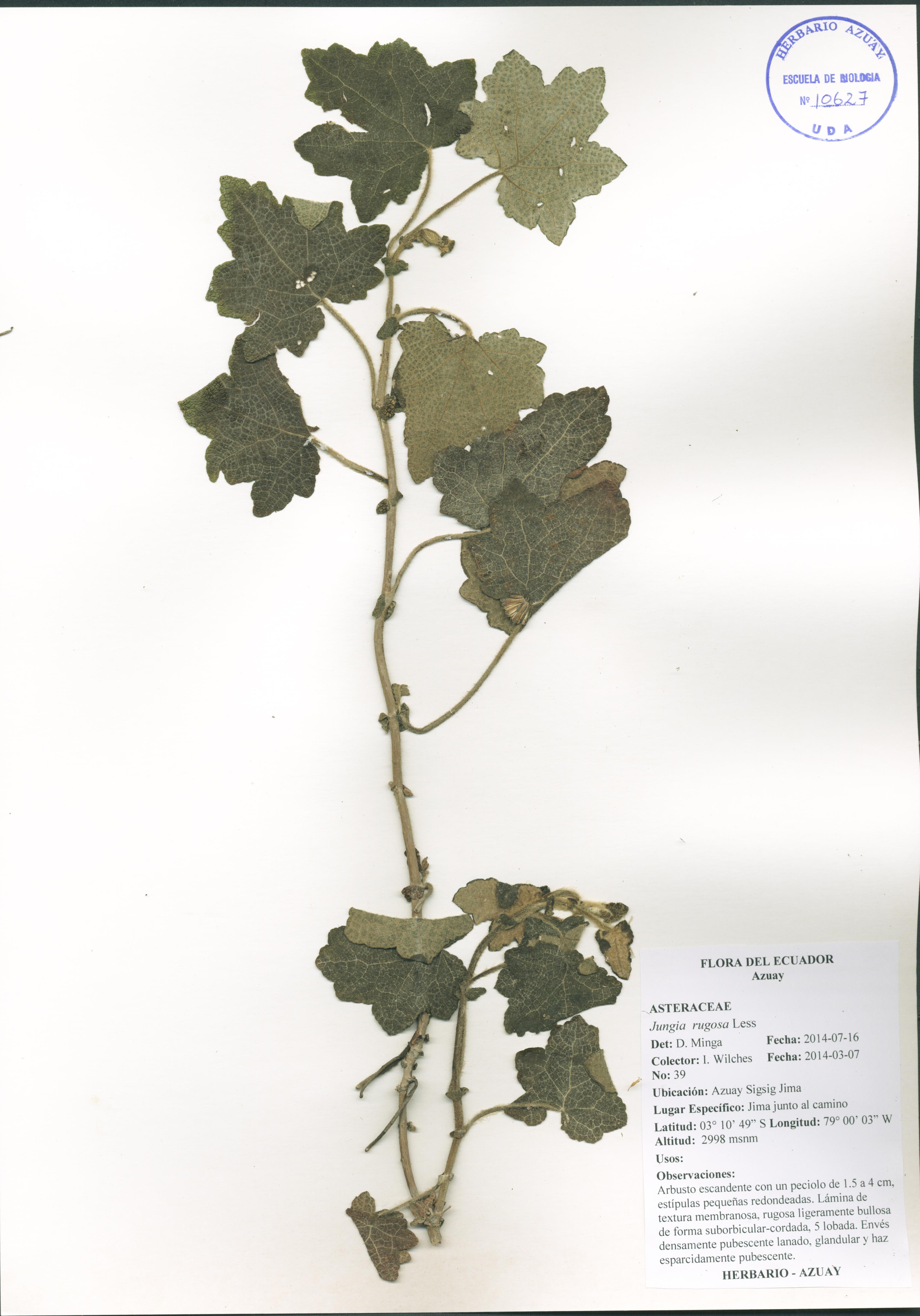 Jungia rugosa Less