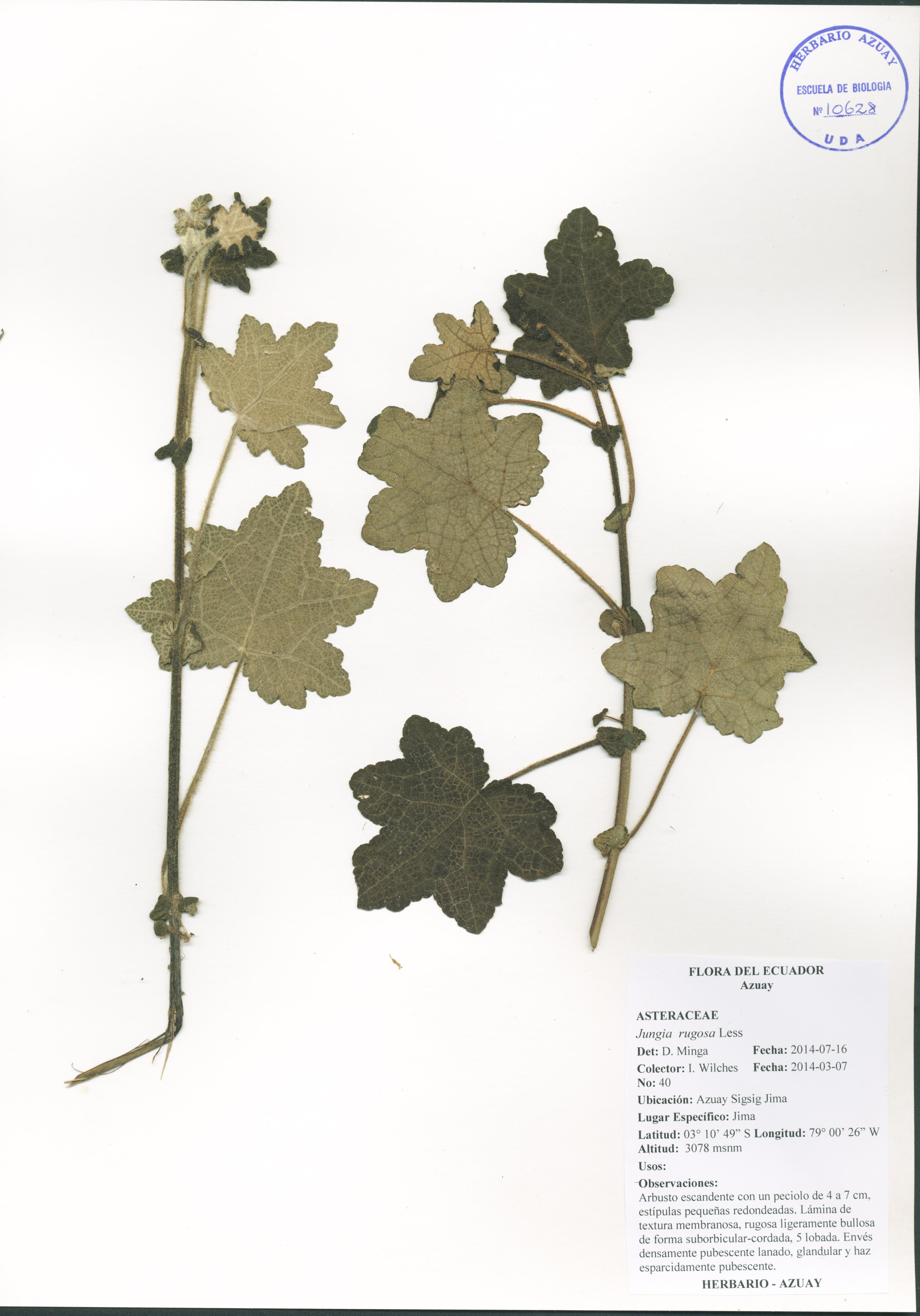 Jungia rugosa Less