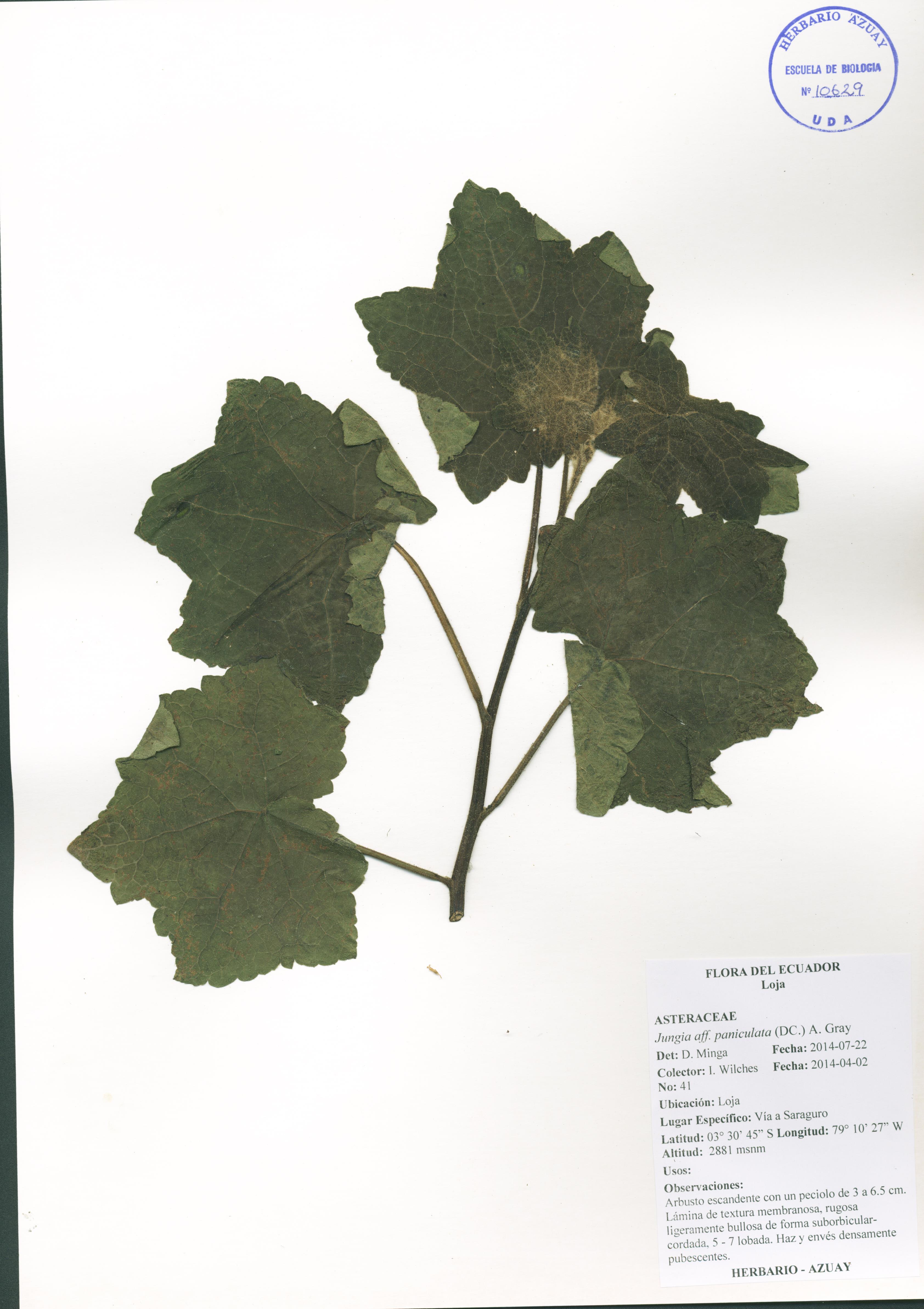 Jungia paniculata (DC.) A. Gray