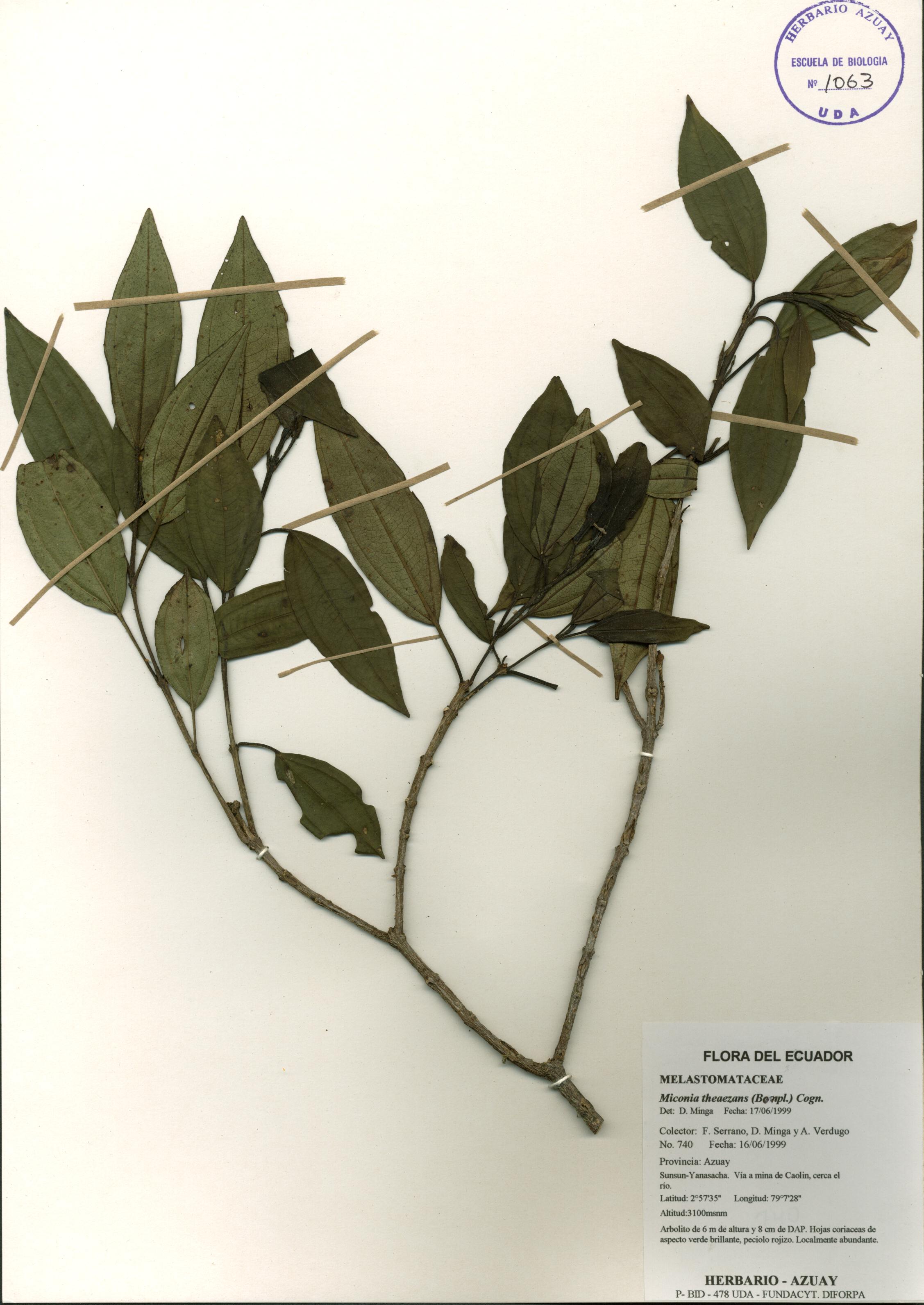 Miconia theaezans (Bonpl.) Cogn.