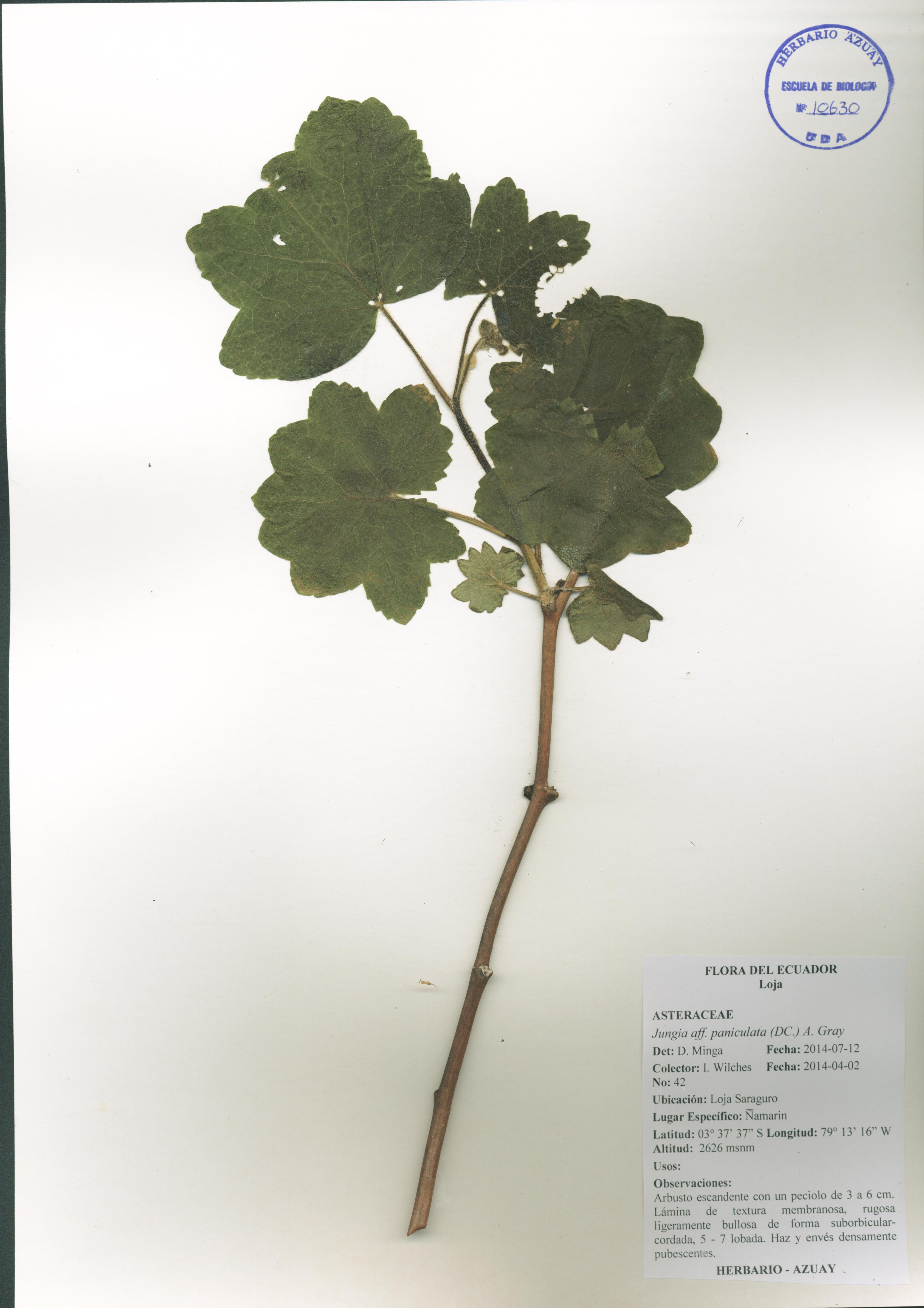 Jungia paniculata (DC.) A. Gray