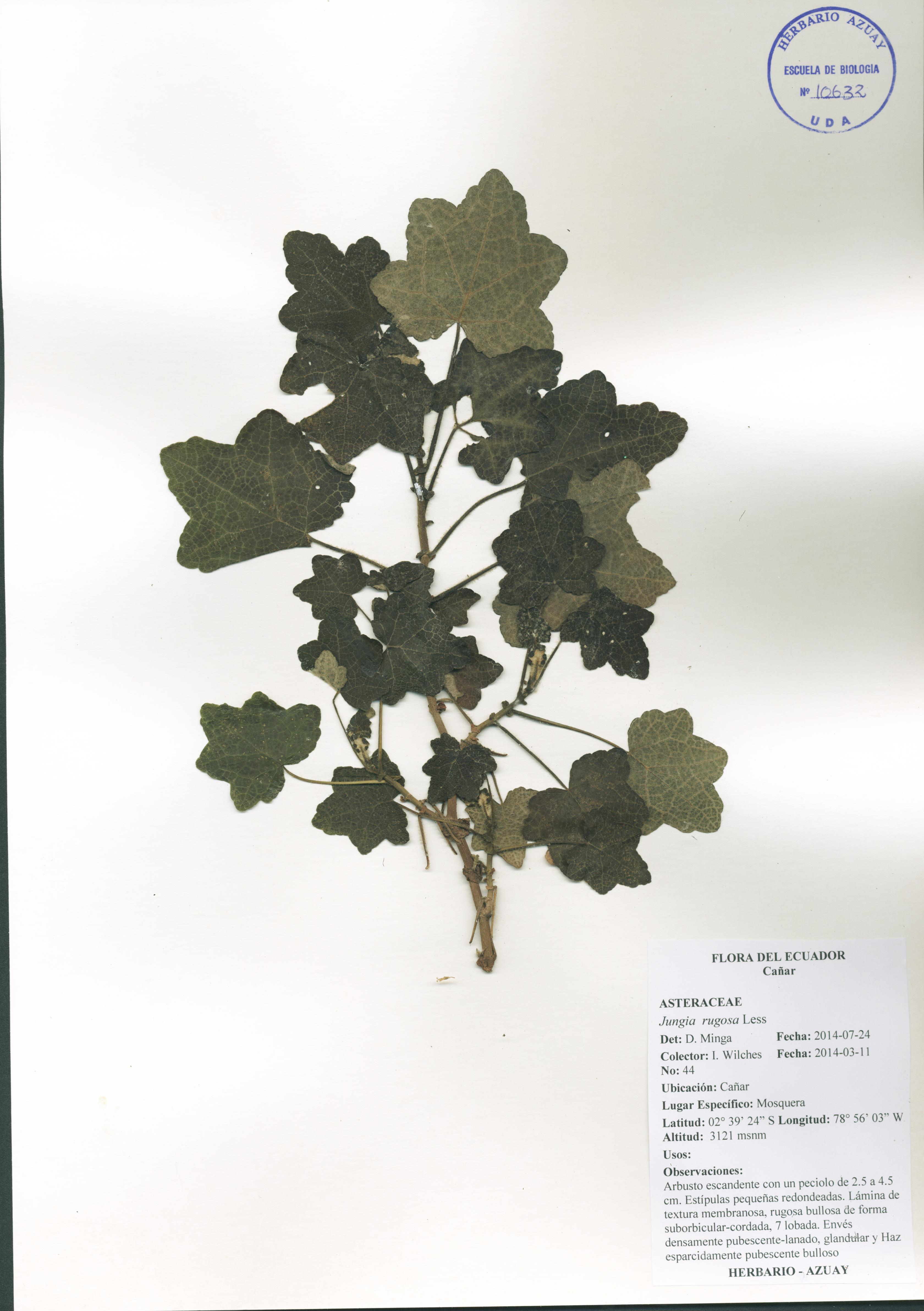 Jungia rugosa Less