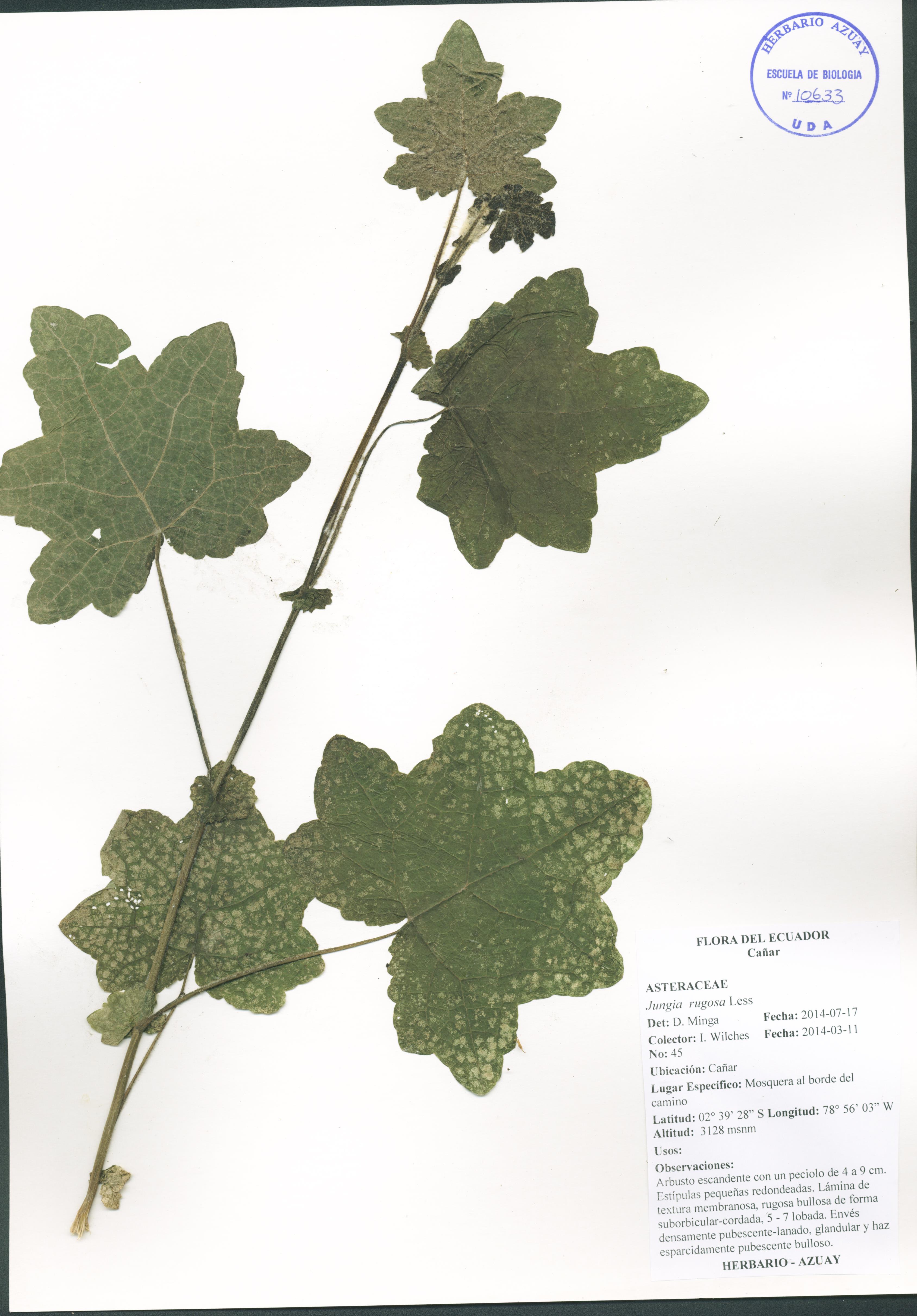 Jungia rugosa Less