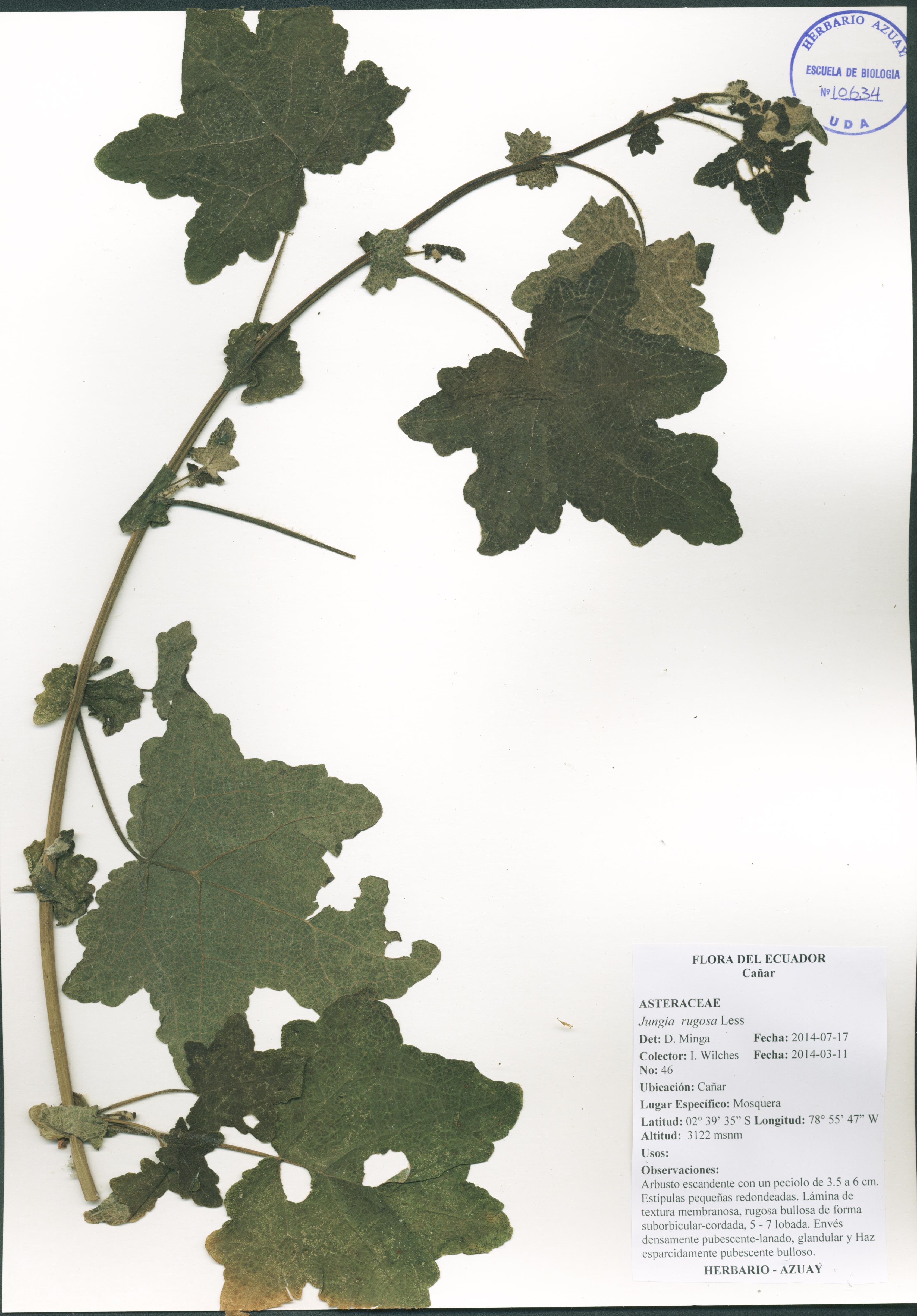 Jungia rugosa Less