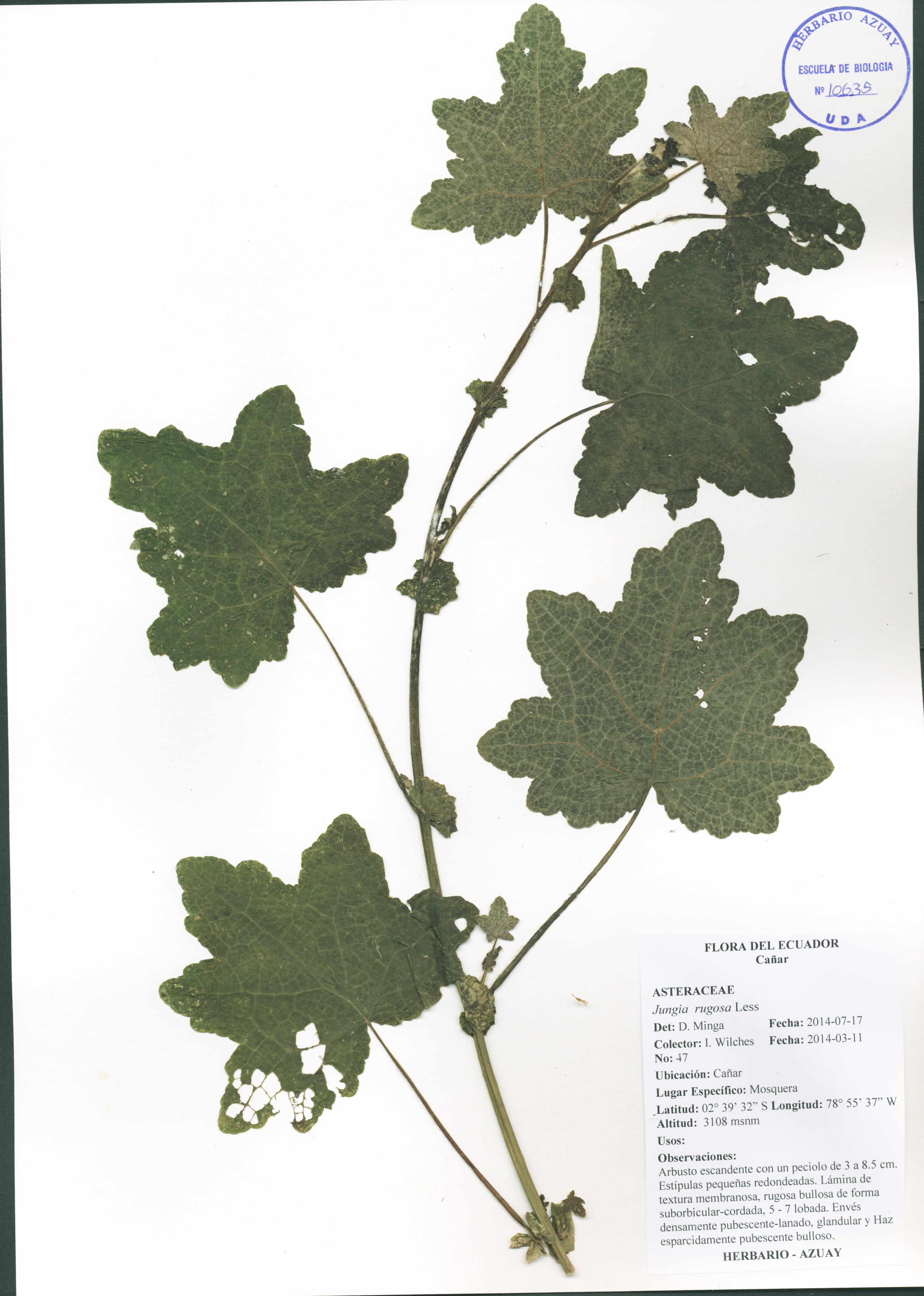Jungia rugosa Less