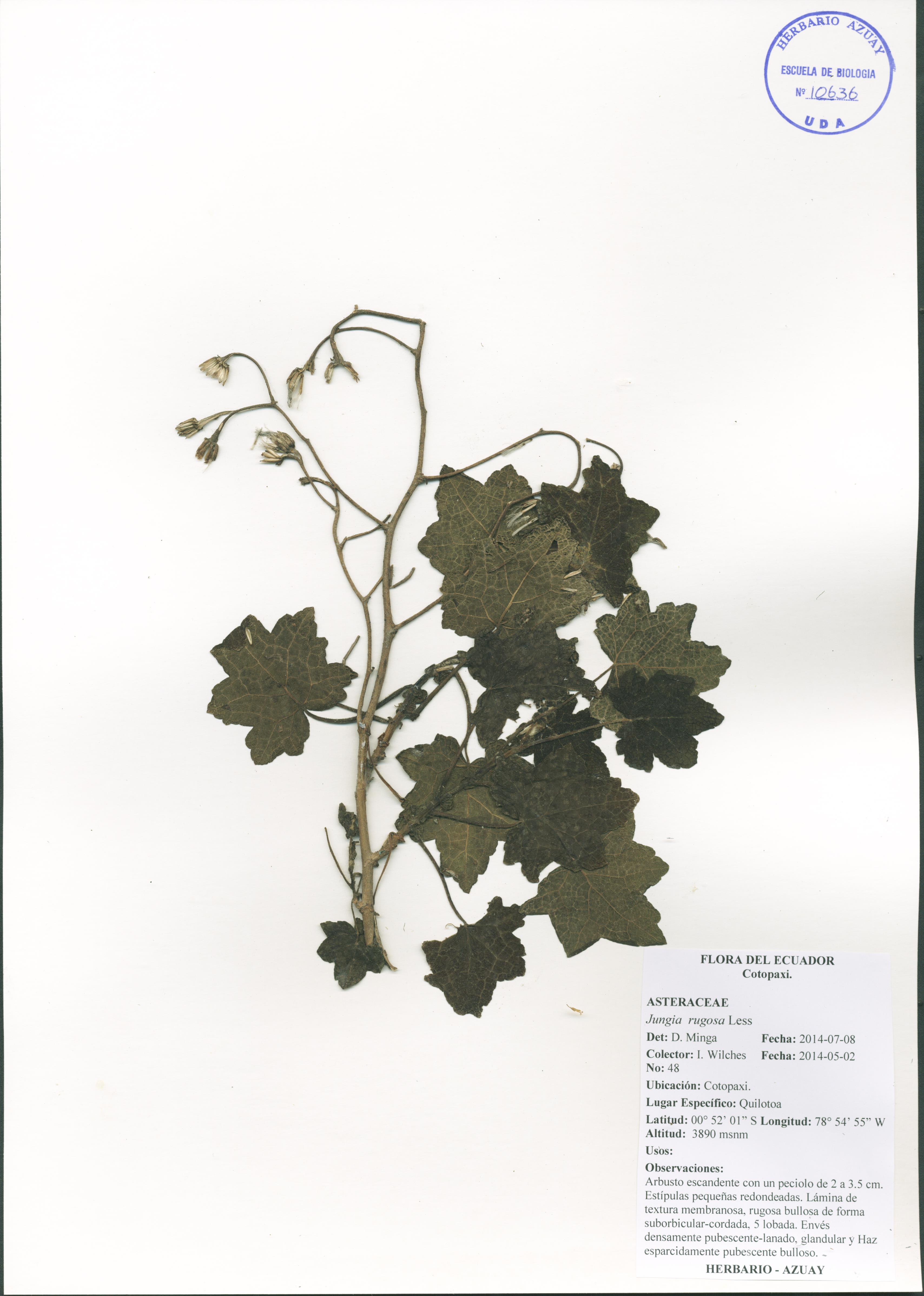 Jungia rugosa Less