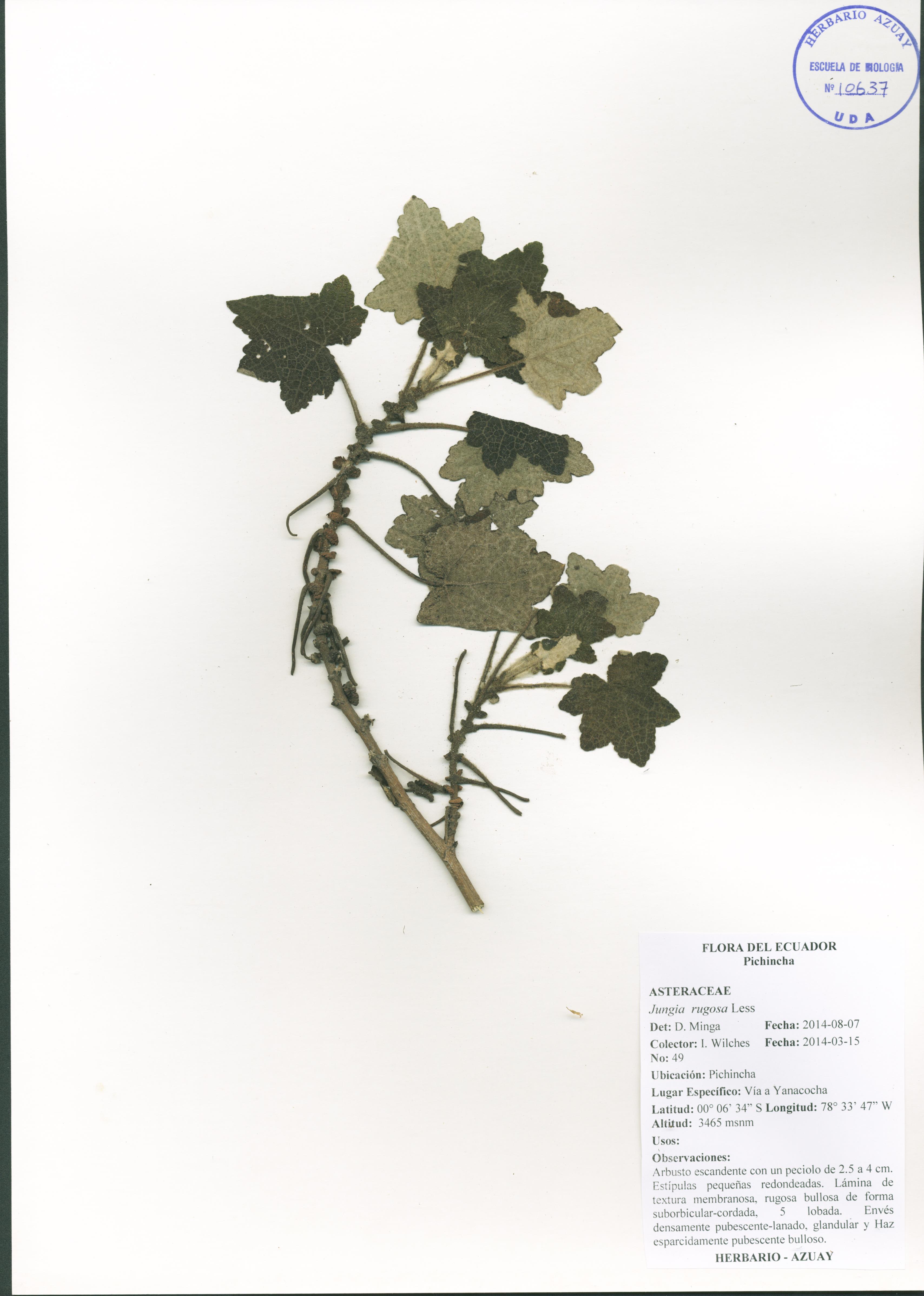 Jungia rugosa Less