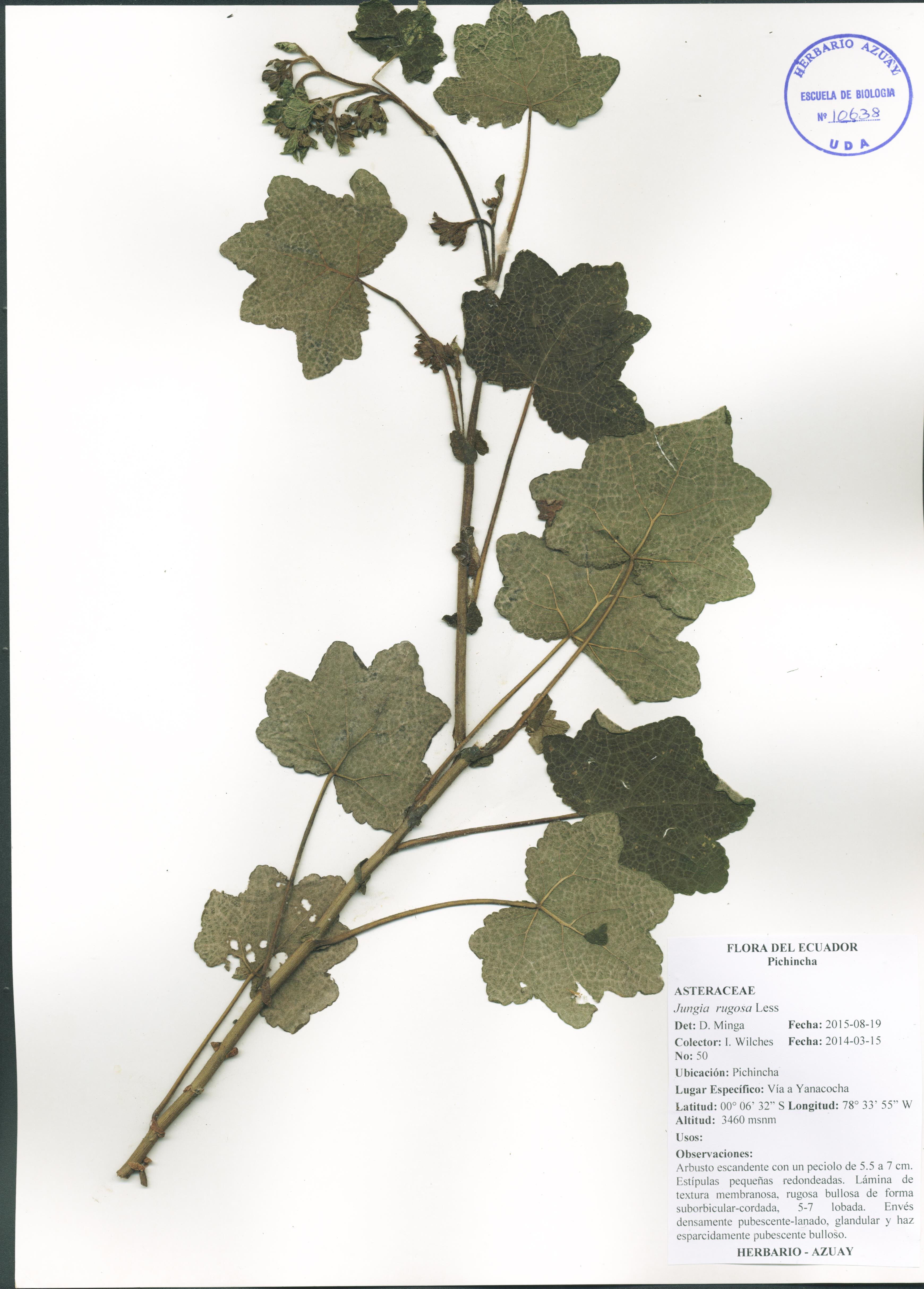 Jungia rugosa Less