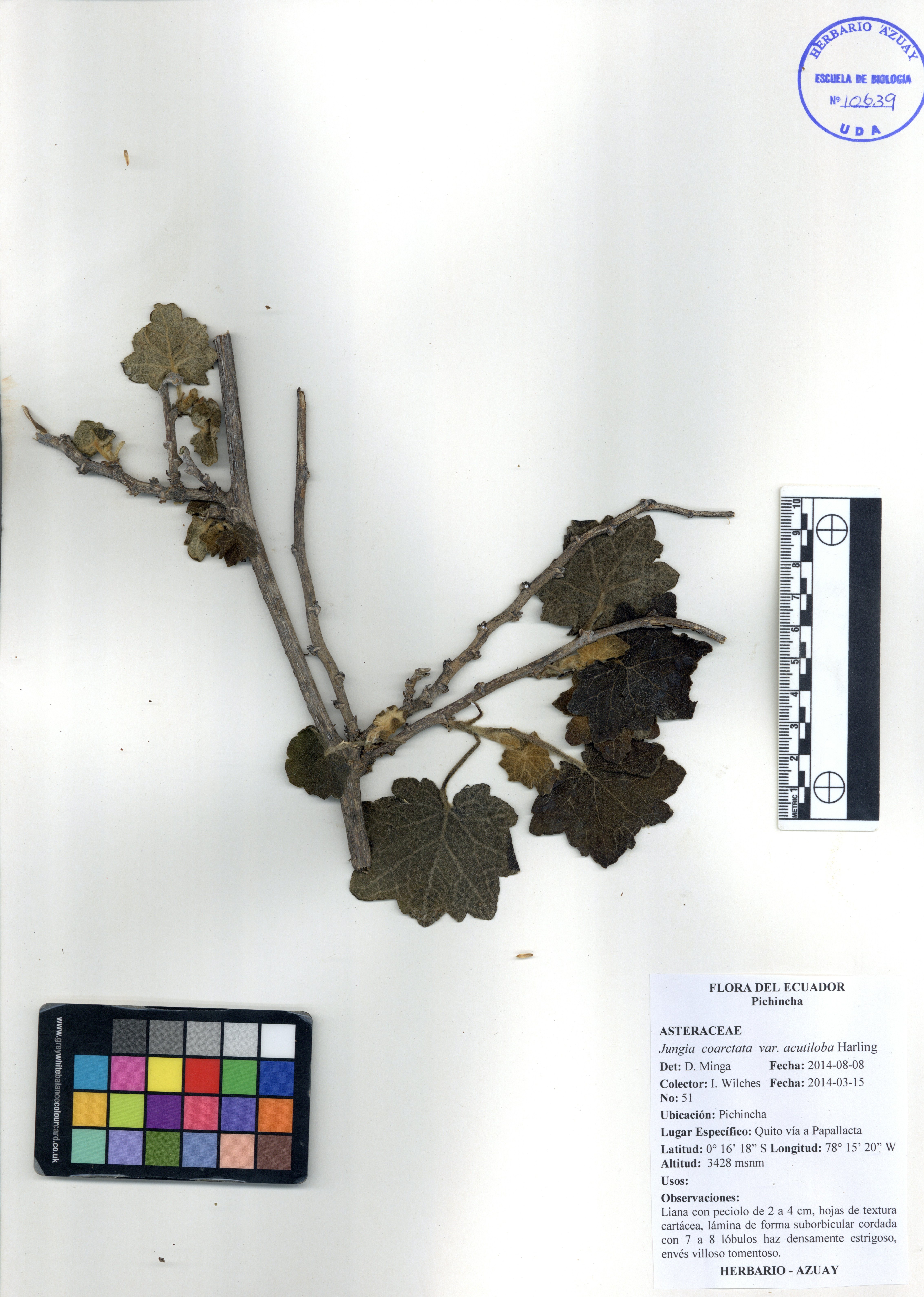 Jungia coarctata Hieron